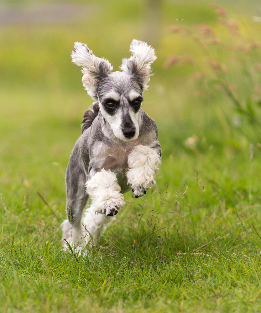 Sigma 70-200mm F2.8 EX DG OS HSM sample photo. Nyoom photography