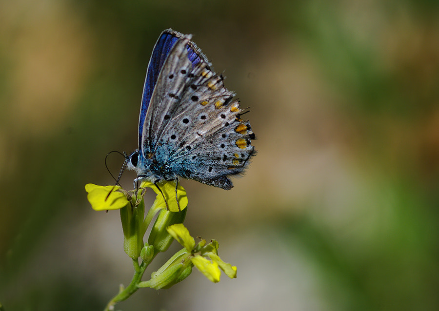 Pentax K20D sample photo. Buterfly photography