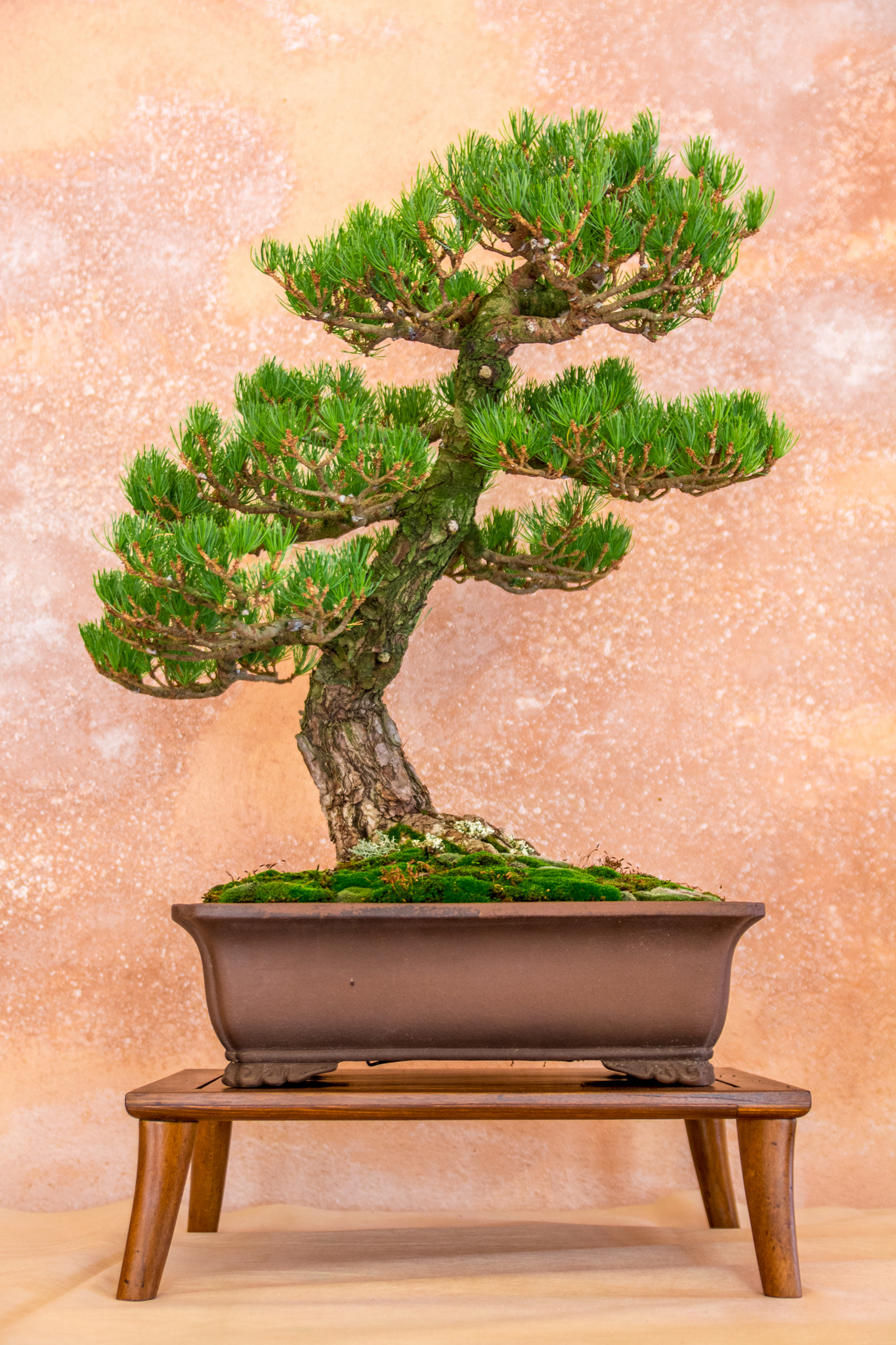 Nikon D7100 + Sigma 18-50mm F2.8 EX DC Macro sample photo. Bonsai photography