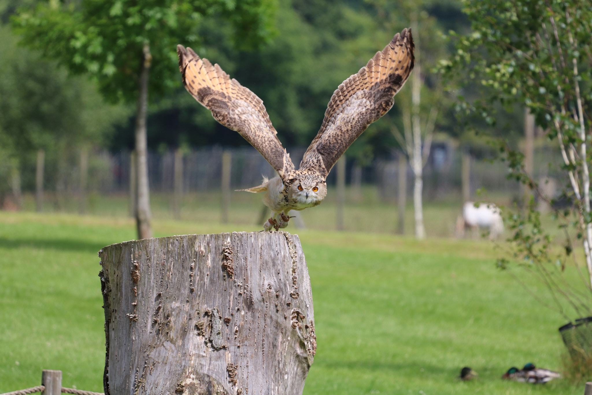 Canon EOS 760D (EOS Rebel T6s / EOS 8000D) + Canon EF 70-200mm F4L USM sample photo. Owl photography