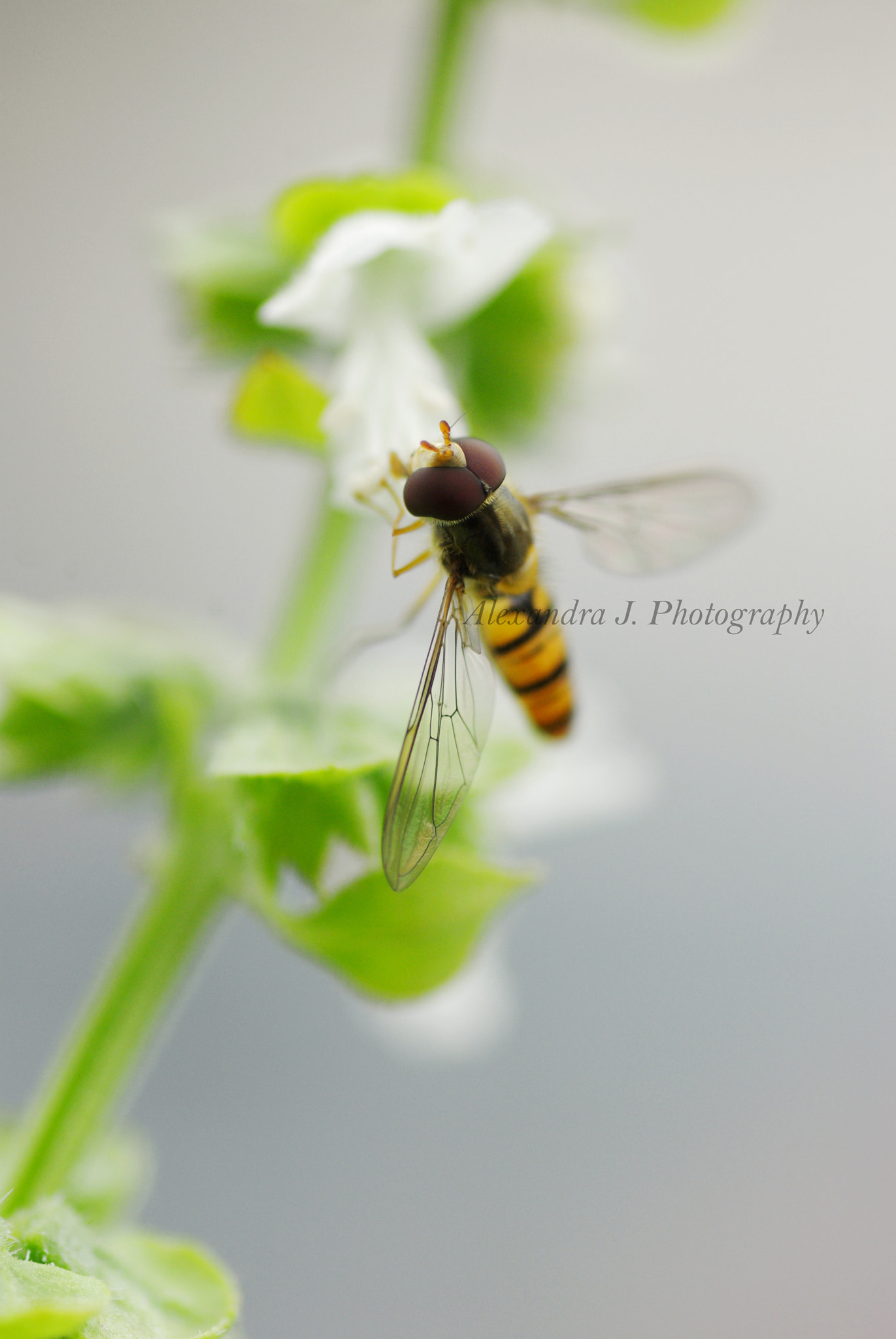 Tamron SP AF 90mm F2.8 Di Macro sample photo