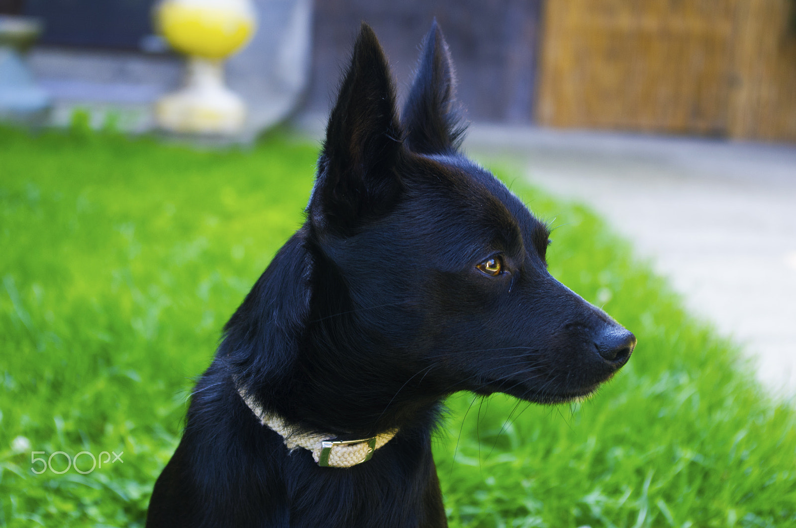 Pentax smc DA 18-55mm F3.5-5.6 AL WR sample photo. Dog photography