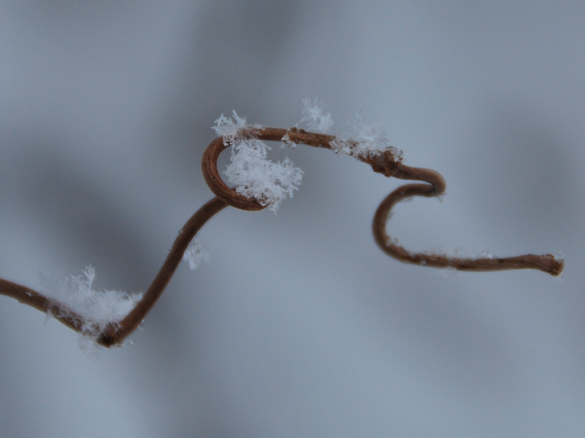Nikon D60 sample photo. Snowflakes photography