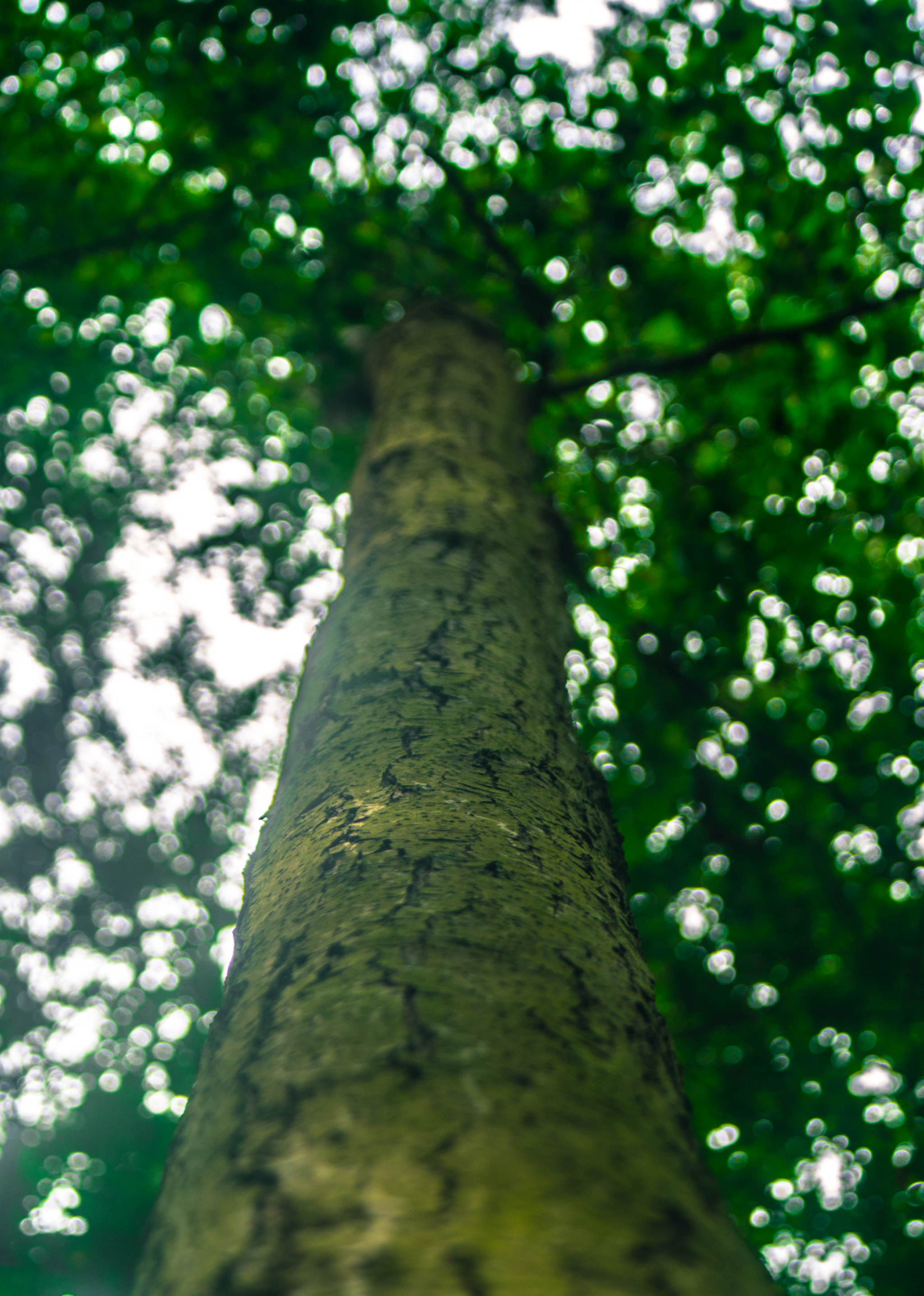 Samsung NX2000 + Samsung NX 50-200mm F4-5.6 ED OIS sample photo. Tree under the sun photography