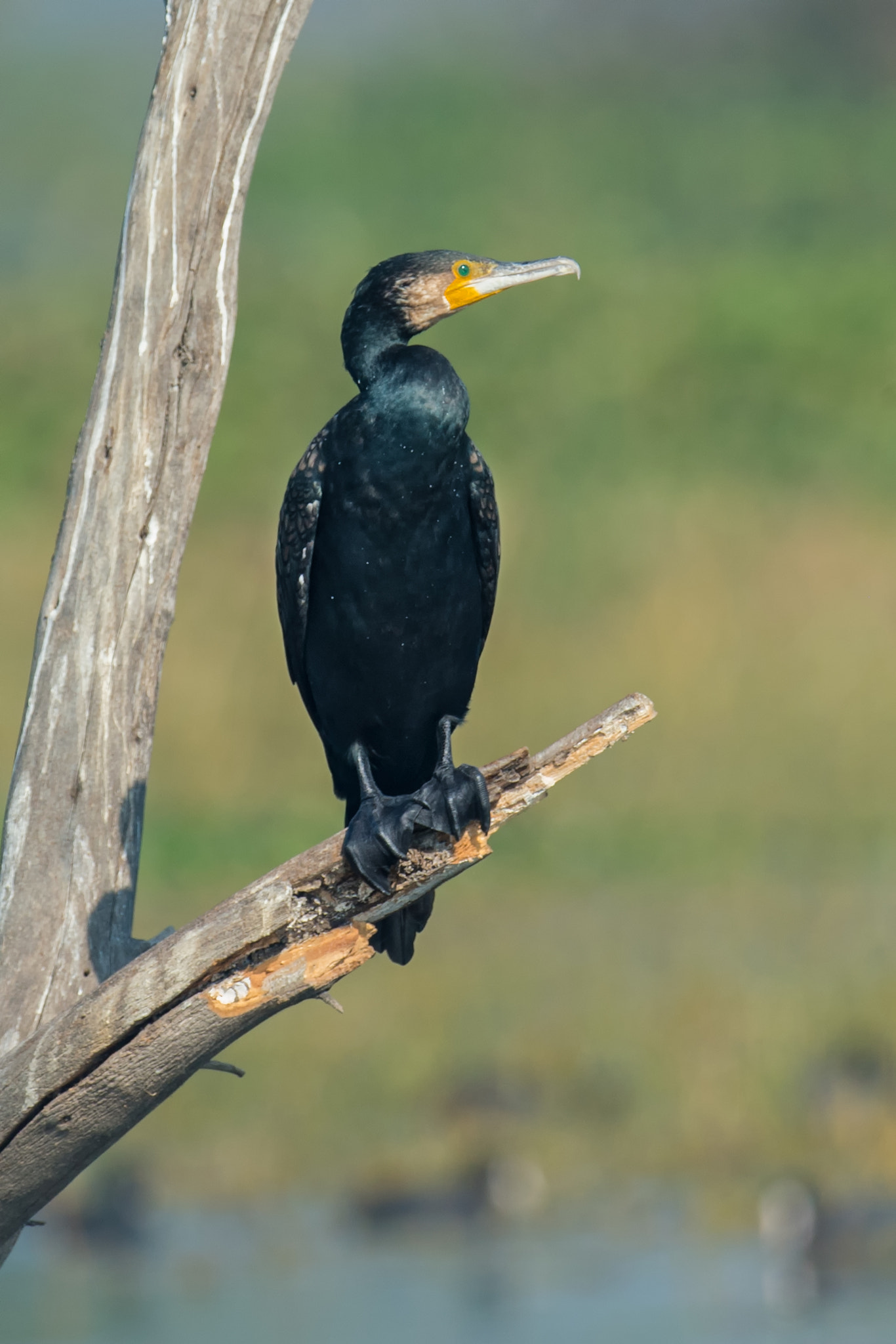 Nikon AF-S Nikkor 800mm F5.6E FL ED VR sample photo. Are you lonesome today ... photography