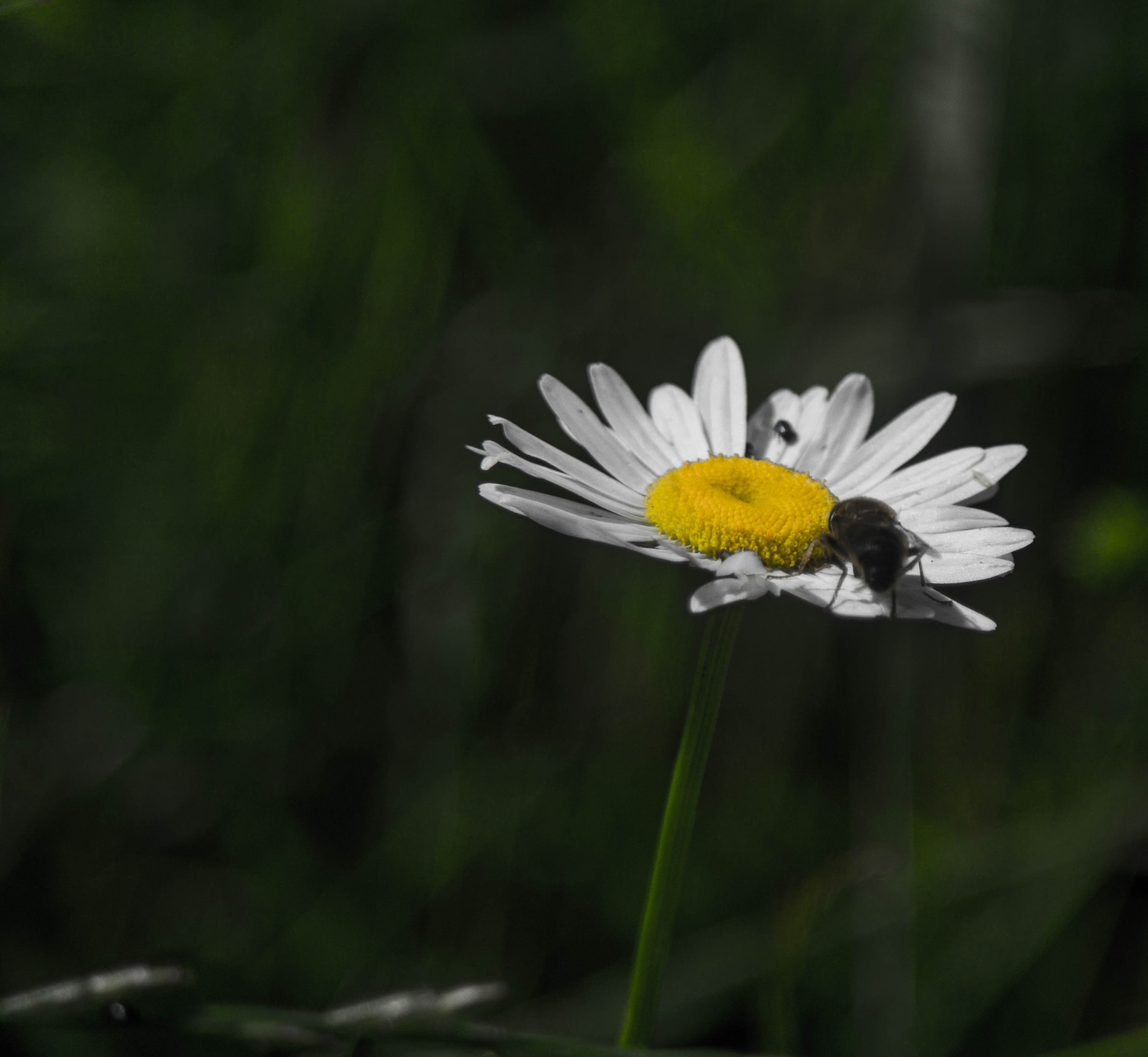 Samsung NX 50-200mm F4-5.6 ED OIS sample photo. First daisy photography