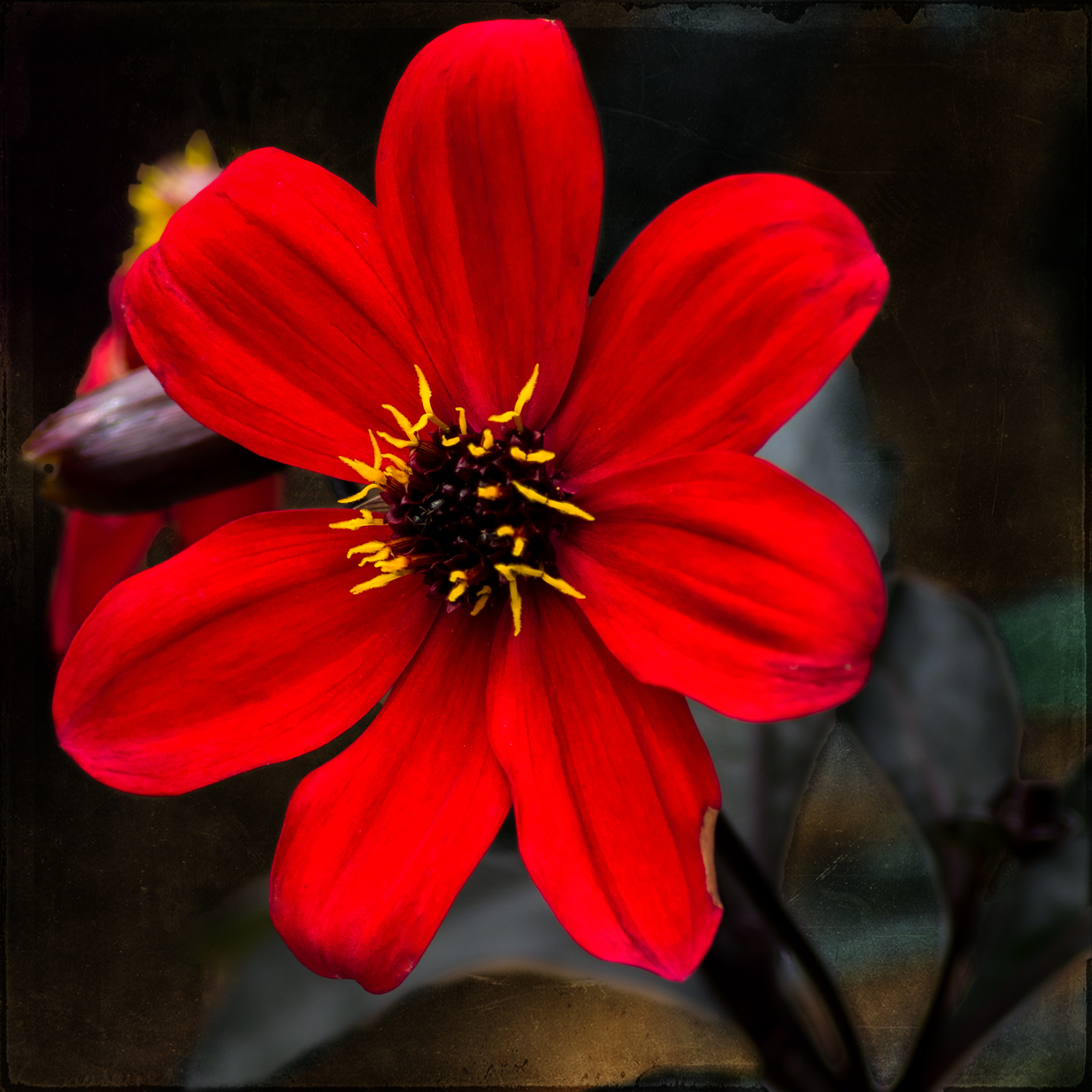 Tamron AF 70-300mm F4-5.6 Di LD Macro sample photo. Red dahlia photography