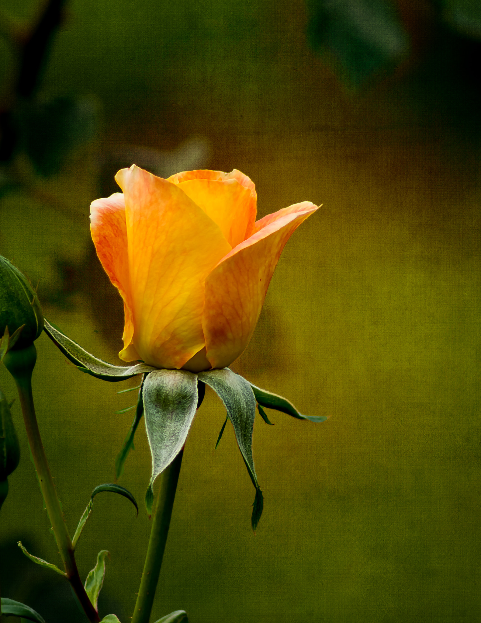 Tamron AF 70-300mm F4-5.6 Di LD Macro sample photo. Strike it rich rose photography