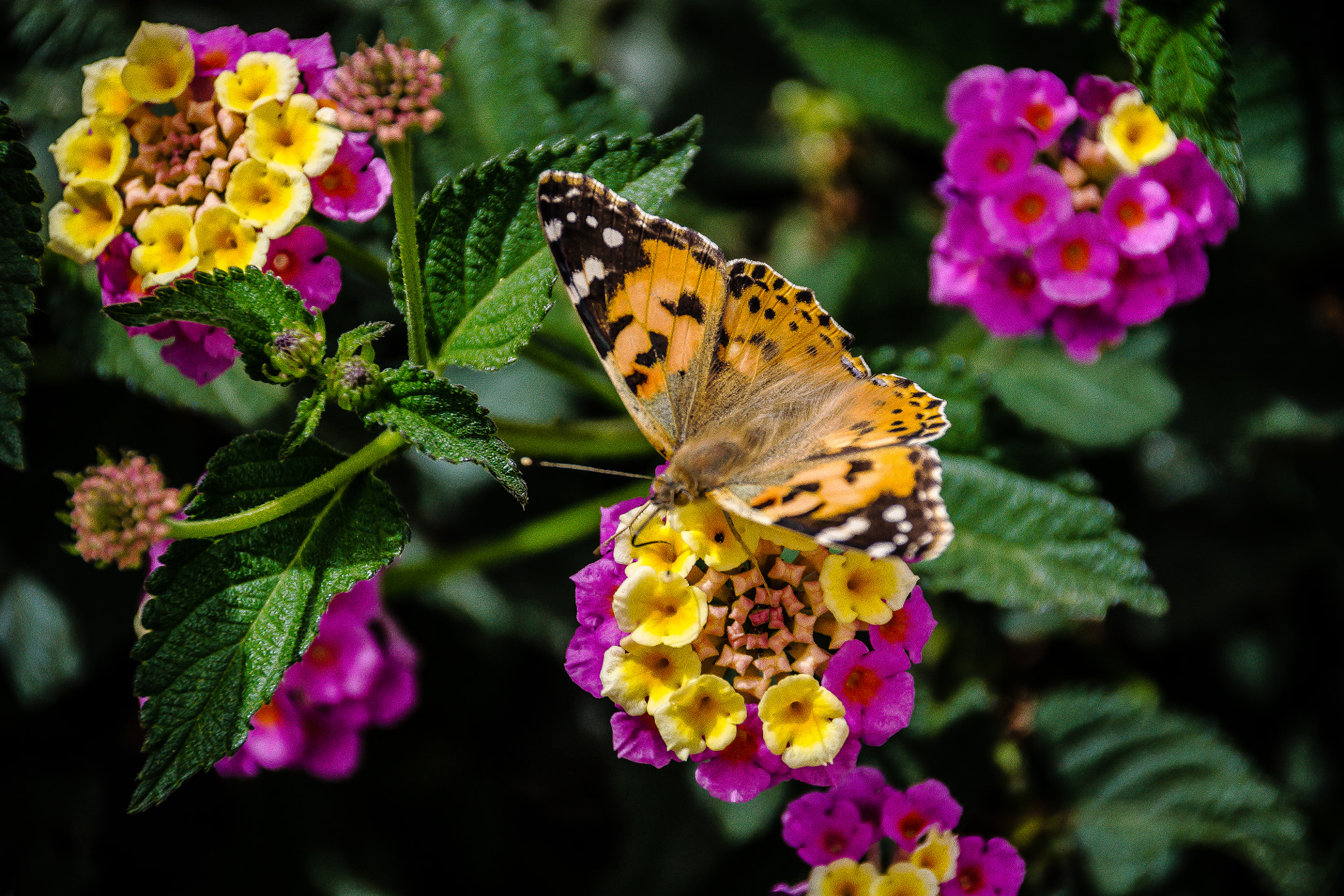 Sony Alpha DSLR-A500 sample photo. Butterfly photography