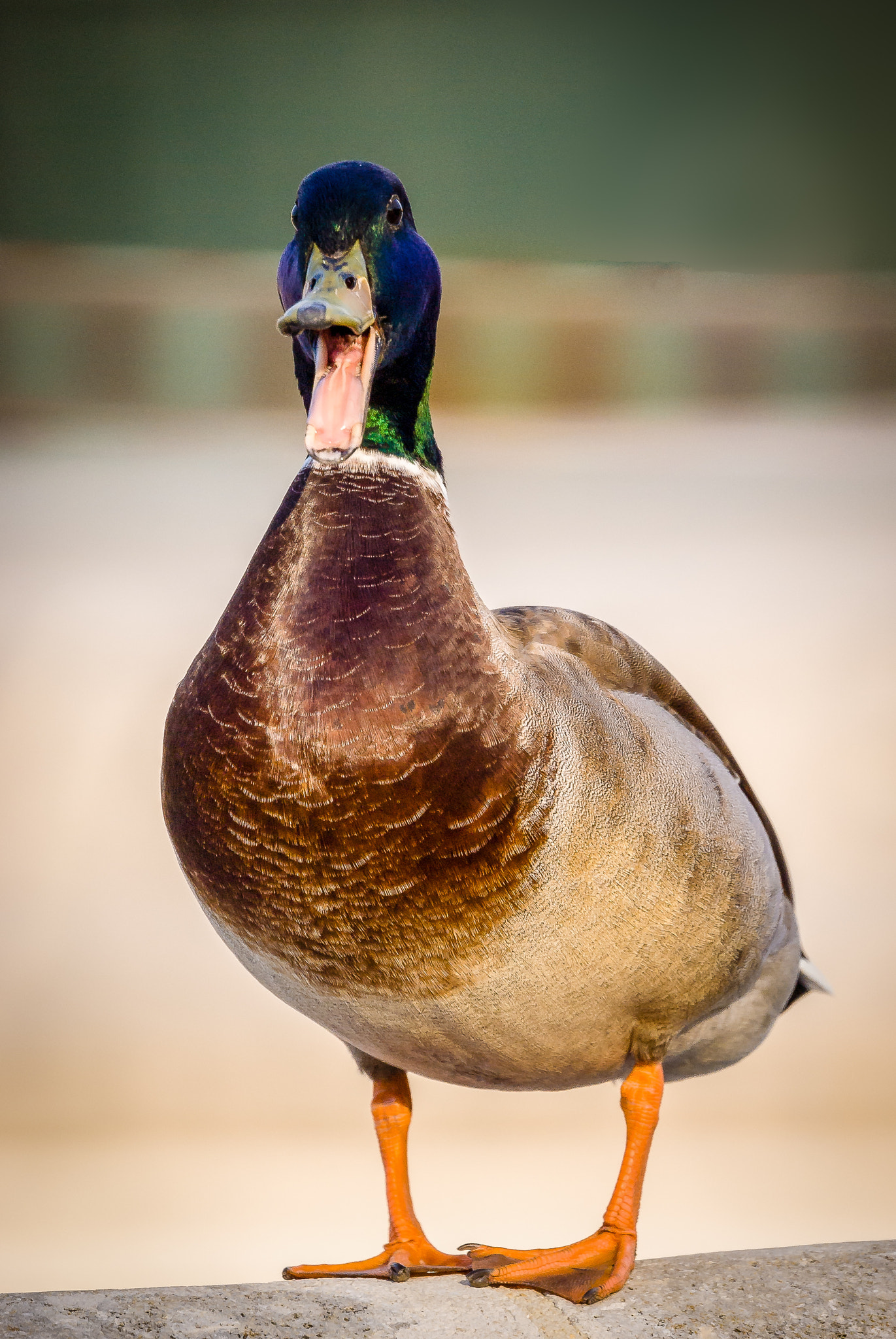Sony Alpha DSLR-A100 sample photo. Lass mich in ruhe! photography