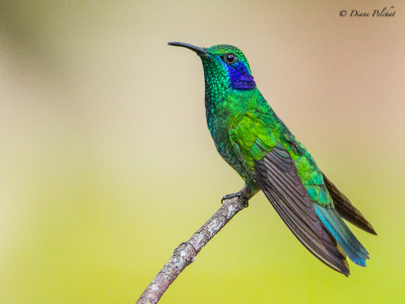 Canon EOS 60D + Canon EF 300mm F2.8L IS II USM sample photo. Green violetear photography