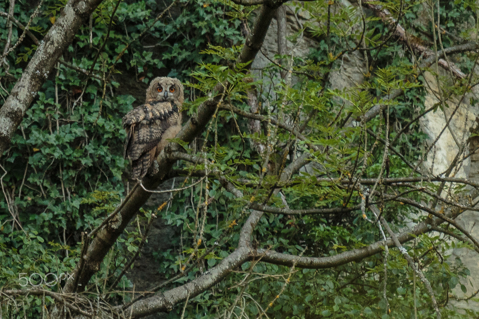 Sigma 50-500mm f/4-6.3 APO HSM EX sample photo. Luis photography