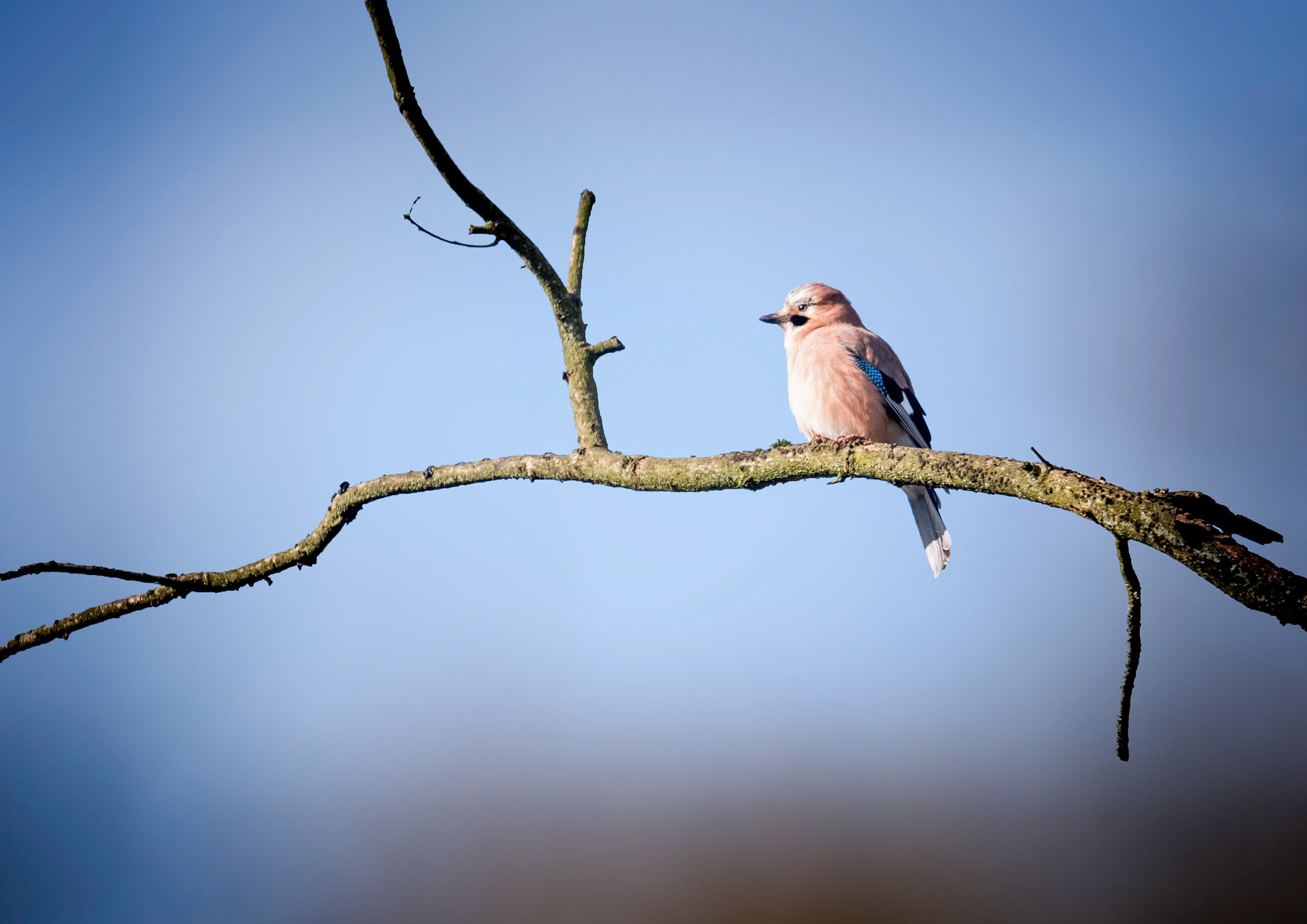 Panasonic Lumix G X Vario 35-100mm F2.8 OIS sample photo. Beautiful jay bird photography