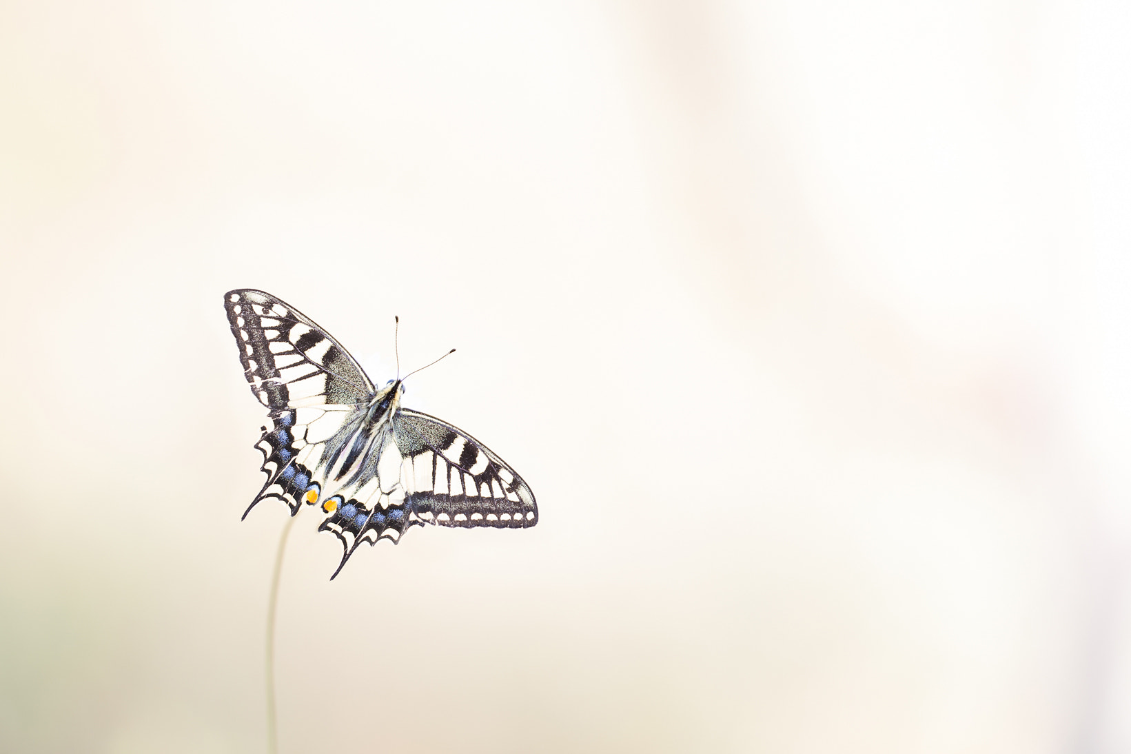 Sigma 150mm f/2.8 EX DG OS HSM APO Macro sample photo. Papilion machaon photography