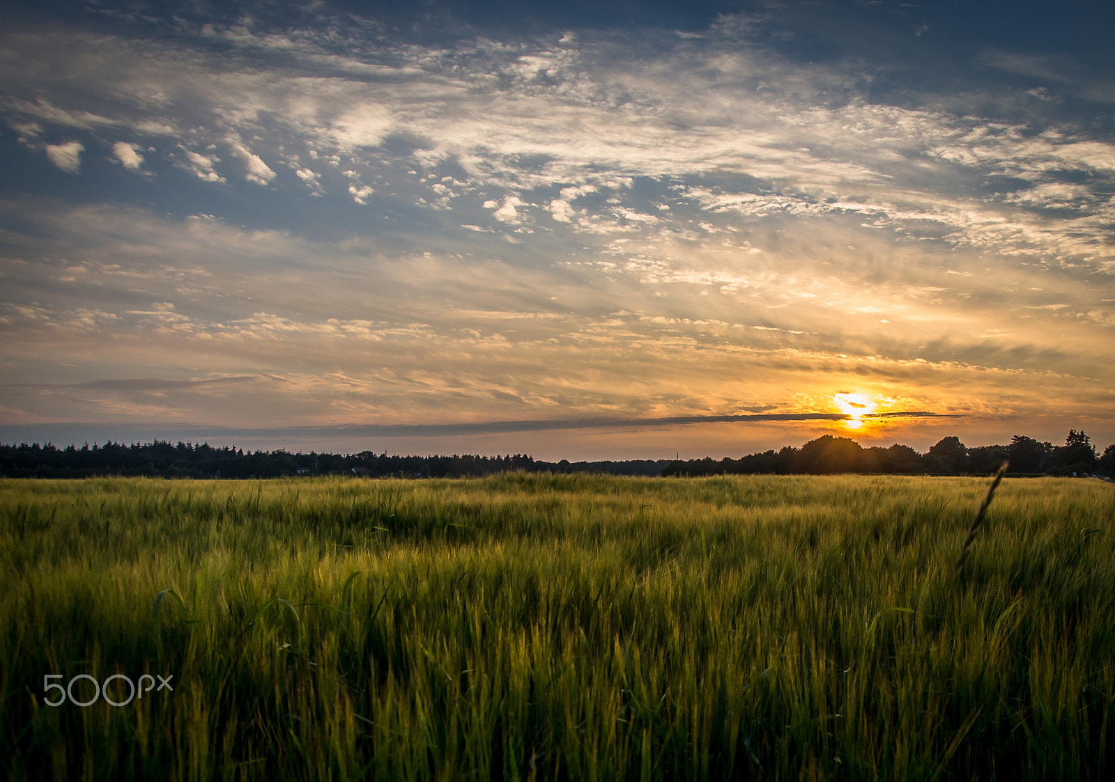 Sony a99 II + Tamron SP AF 17-50mm F2.8 XR Di II LD Aspherical (IF) sample photo. Sunset field photography