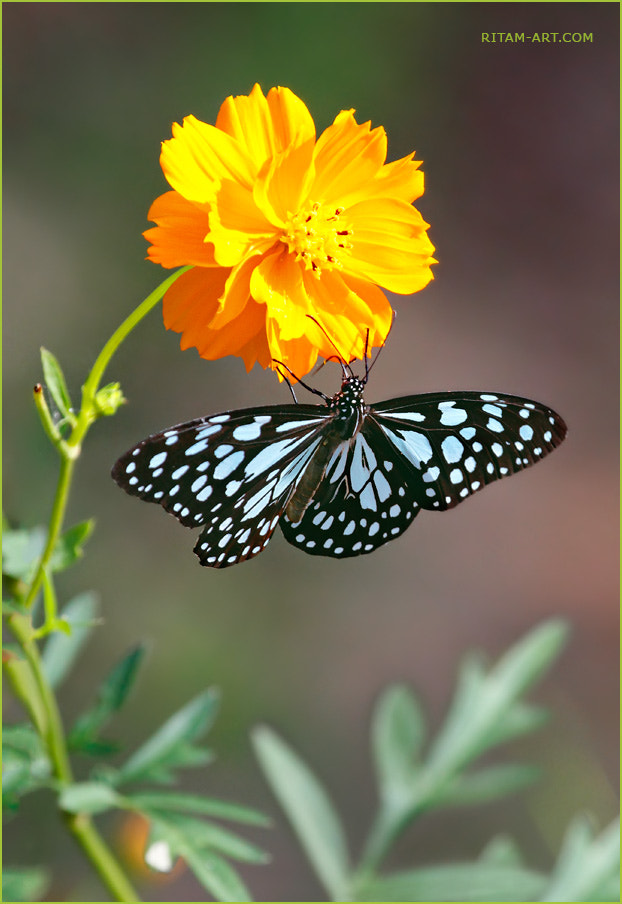 Canon EOS 600D (Rebel EOS T3i / EOS Kiss X5) sample photo. Harmony - blue tiger butterfly on cosmos flower photography
