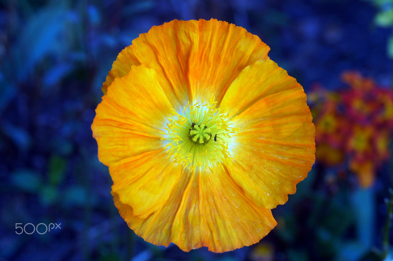 Minolta AF 50mm F3.5 Macro sample photo. Soleil de nuit photography