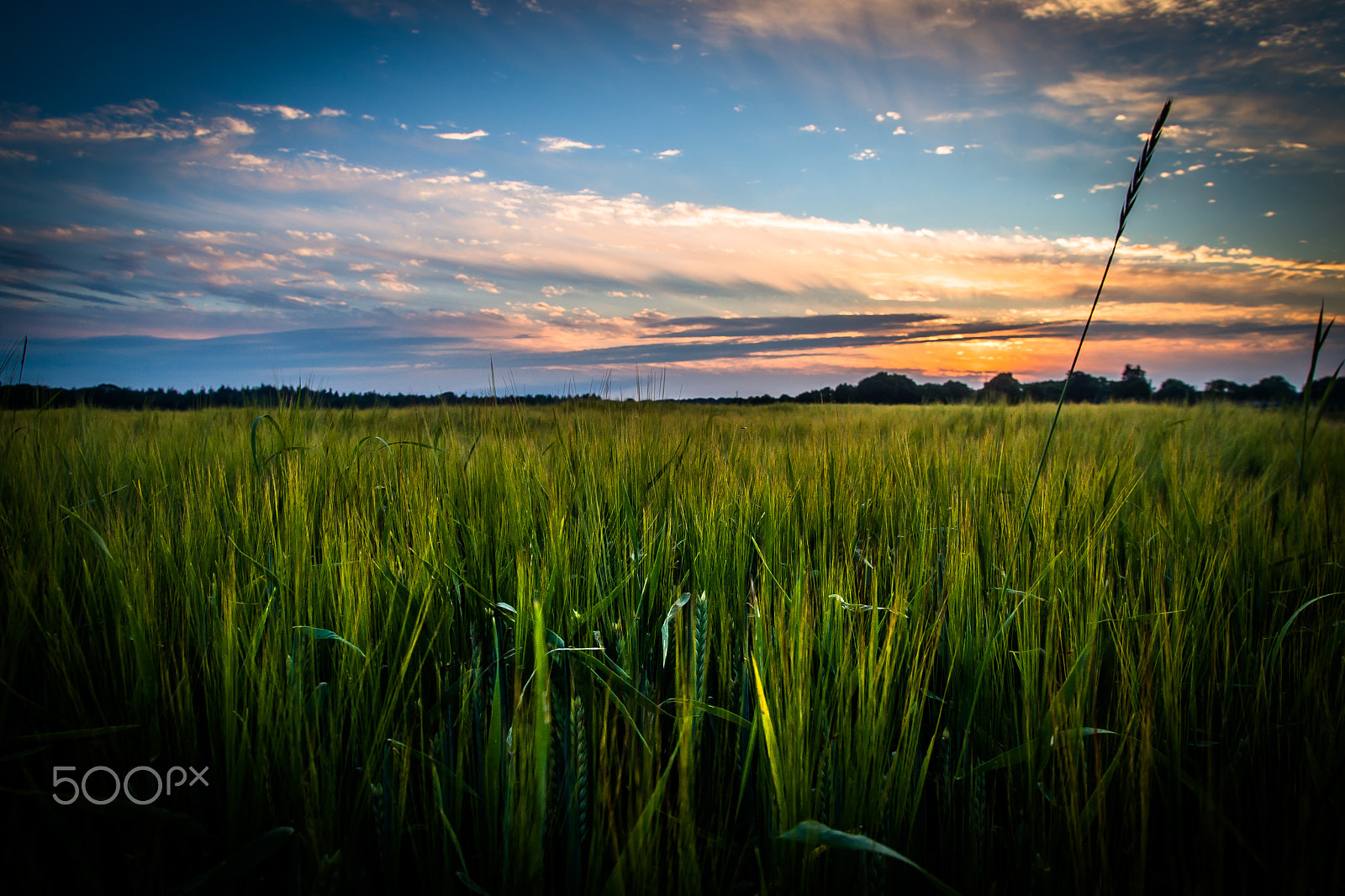 Sony a99 II + Tamron SP AF 17-50mm F2.8 XR Di II LD Aspherical (IF) sample photo. Sunset field photography