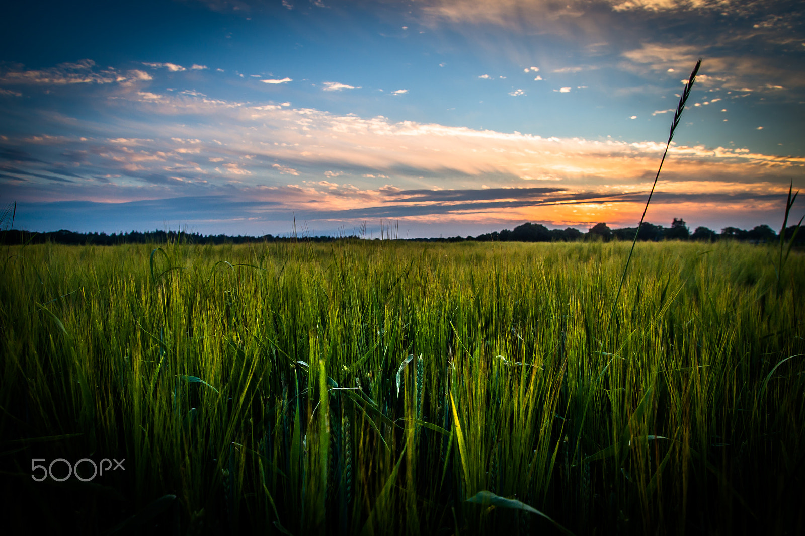 Sony SLT-A99V sample photo. Sunset field photography