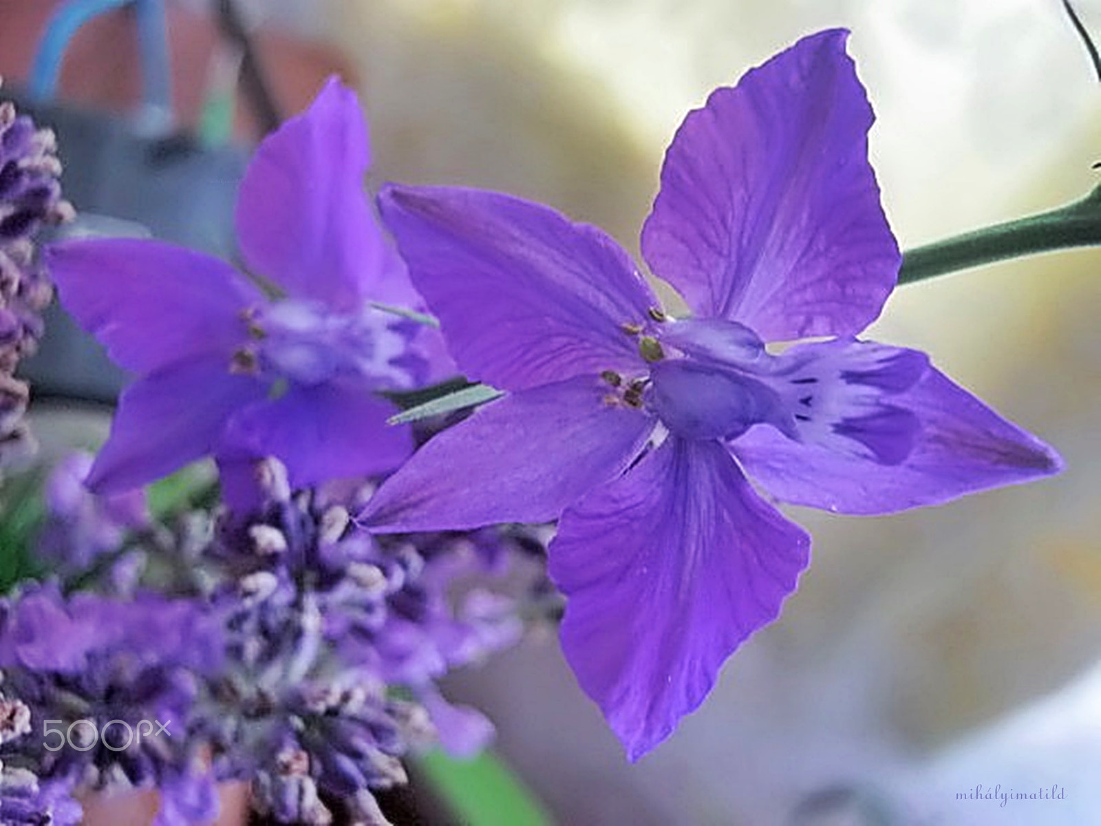 Canon PowerShot A800 sample photo. Delphinium flower photography