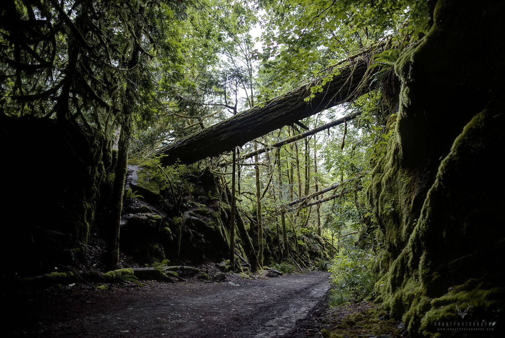 Sigma 24mm F1.4 DG HSM Art sample photo. Overgrown photography