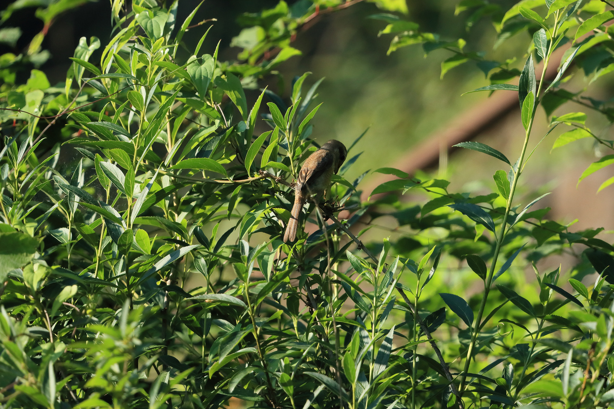 Canon EF 600mm F4L IS II USM sample photo. Hunting a mantis photography