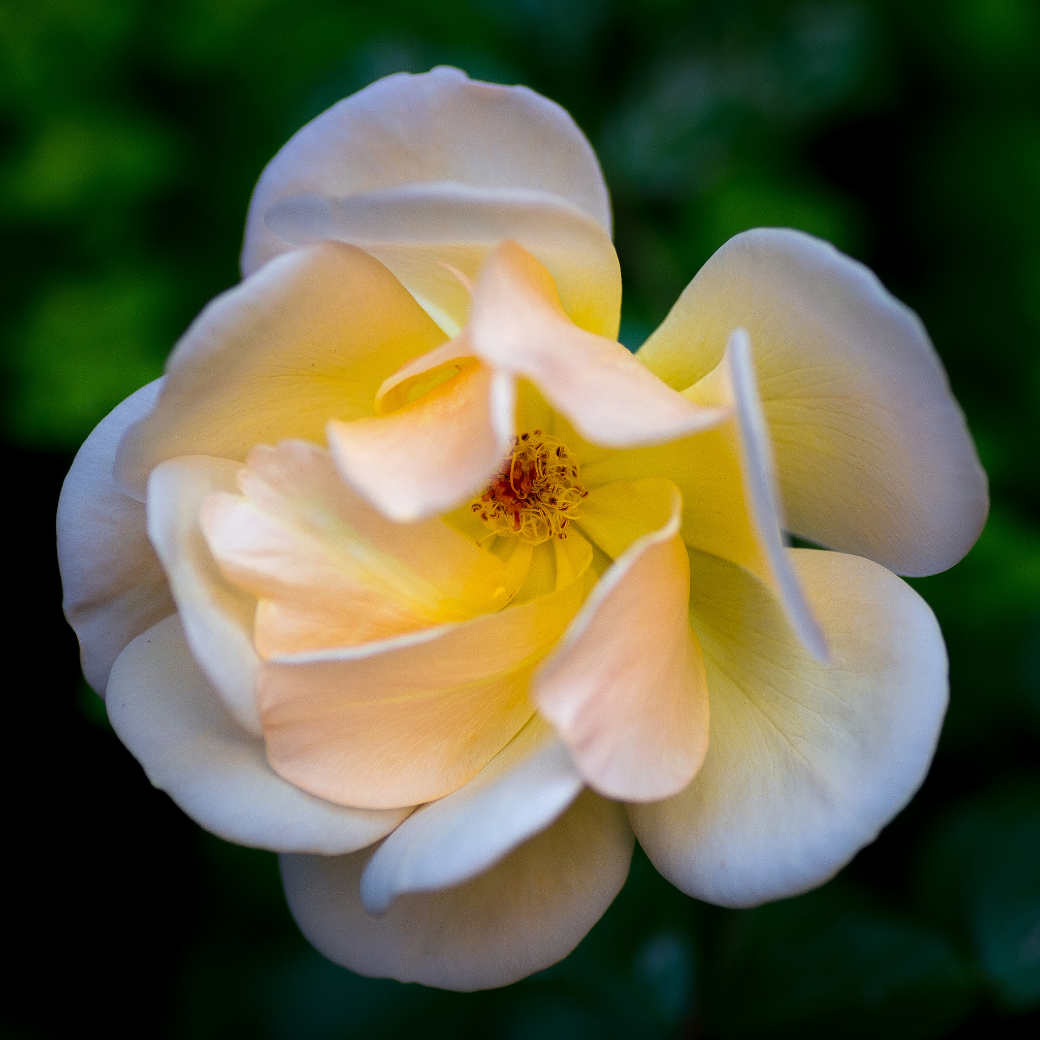 Nikon Df sample photo. Opening photography