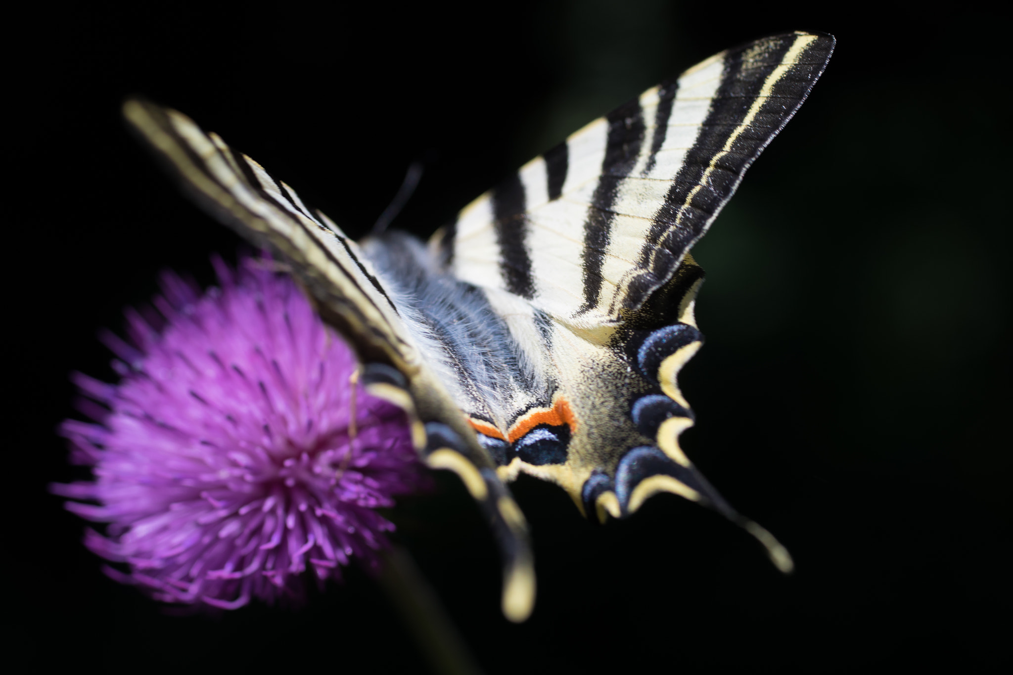 Sony a7 II + Sigma 50mm f/2.8 EX sample photo. Overflying photography