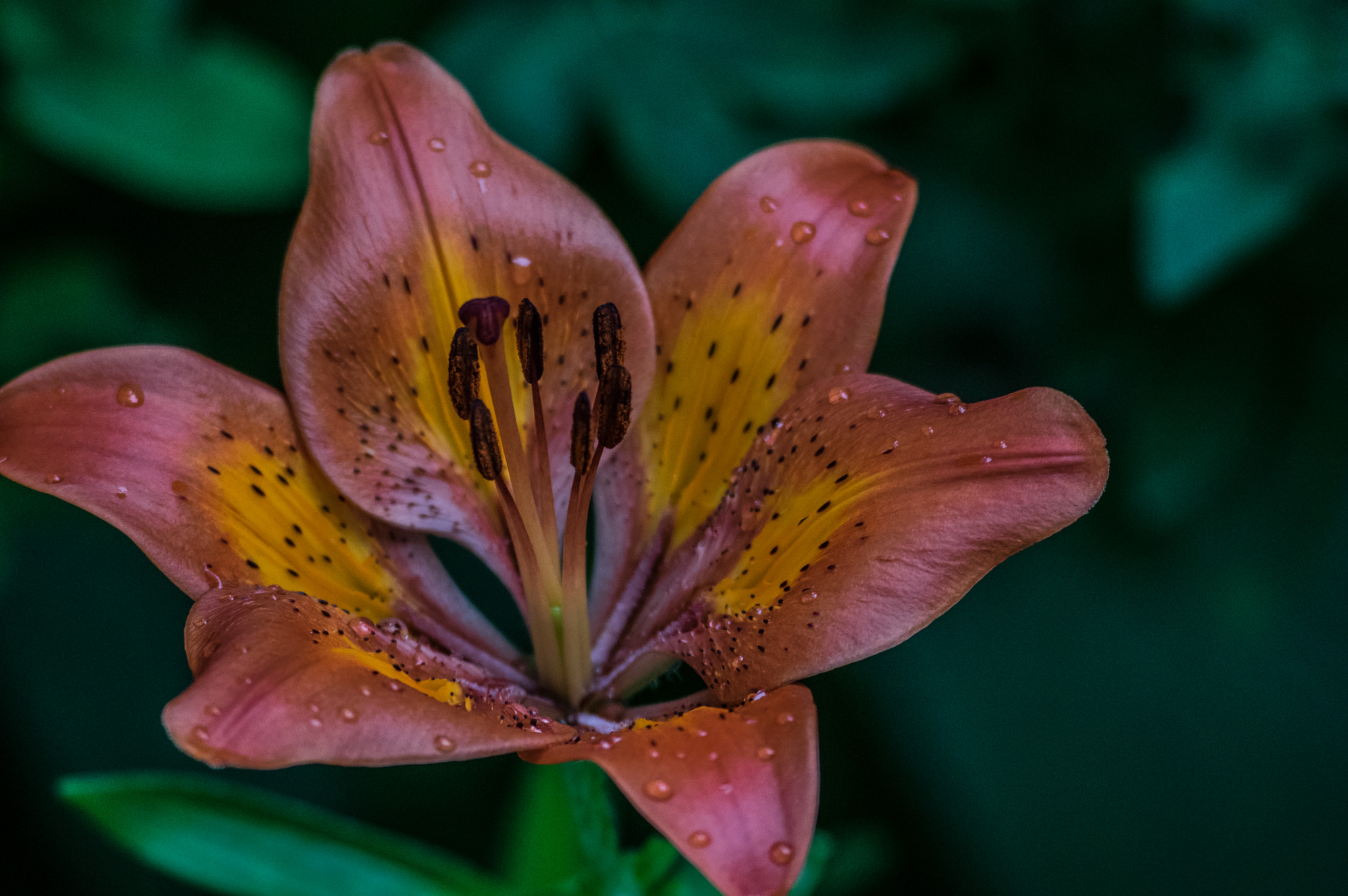 Pentax K-3 II sample photo. Vibrant lilly photography