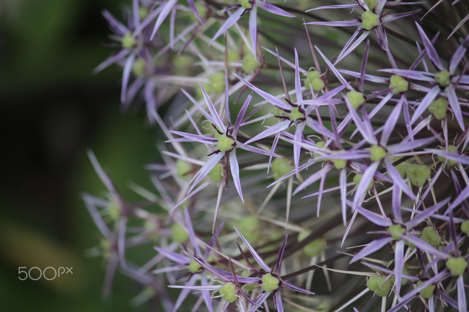 Canon EF-S 55-250mm F4-5.6 IS sample photo. Spikey looking flowers photography