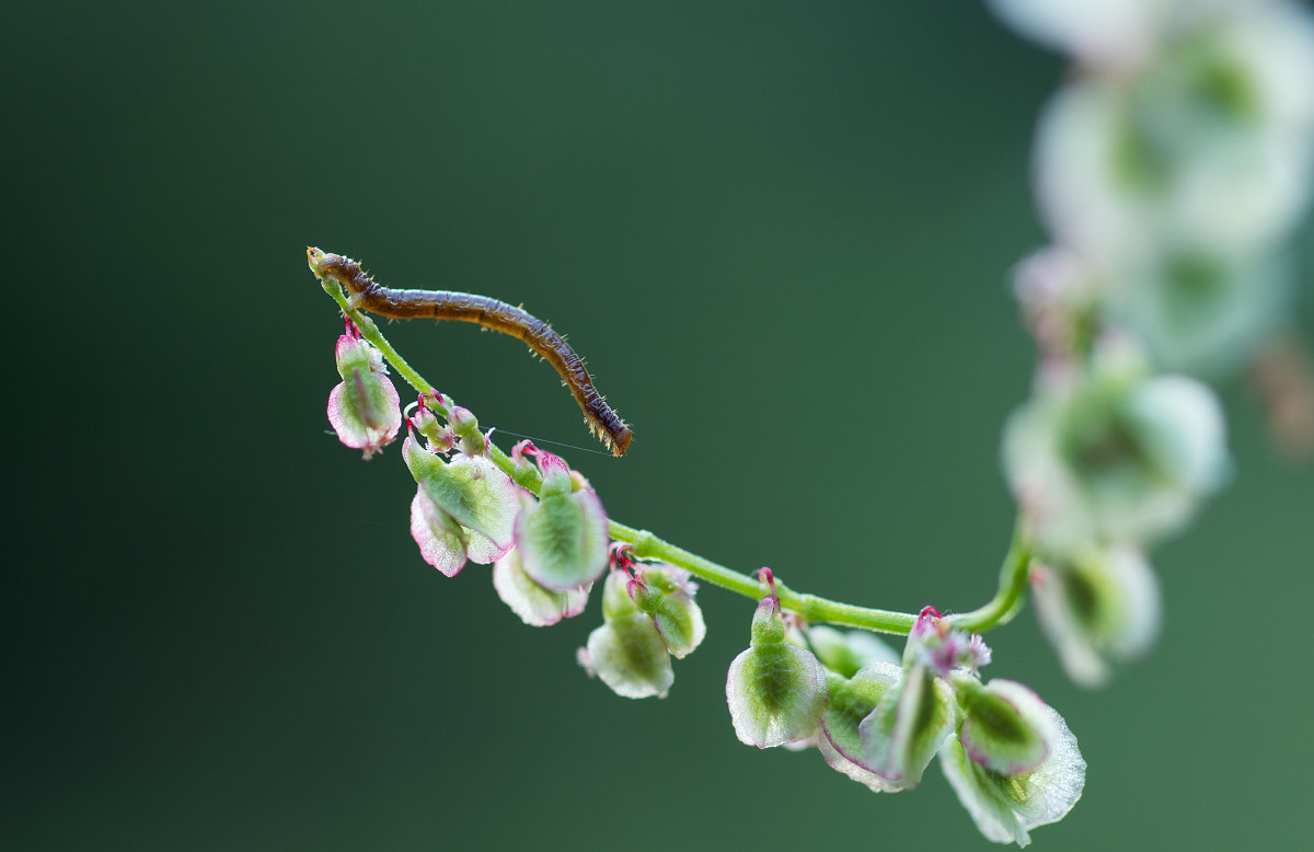 Sigma 70mm F2.8 EX DG Macro sample photo. На лугу photography