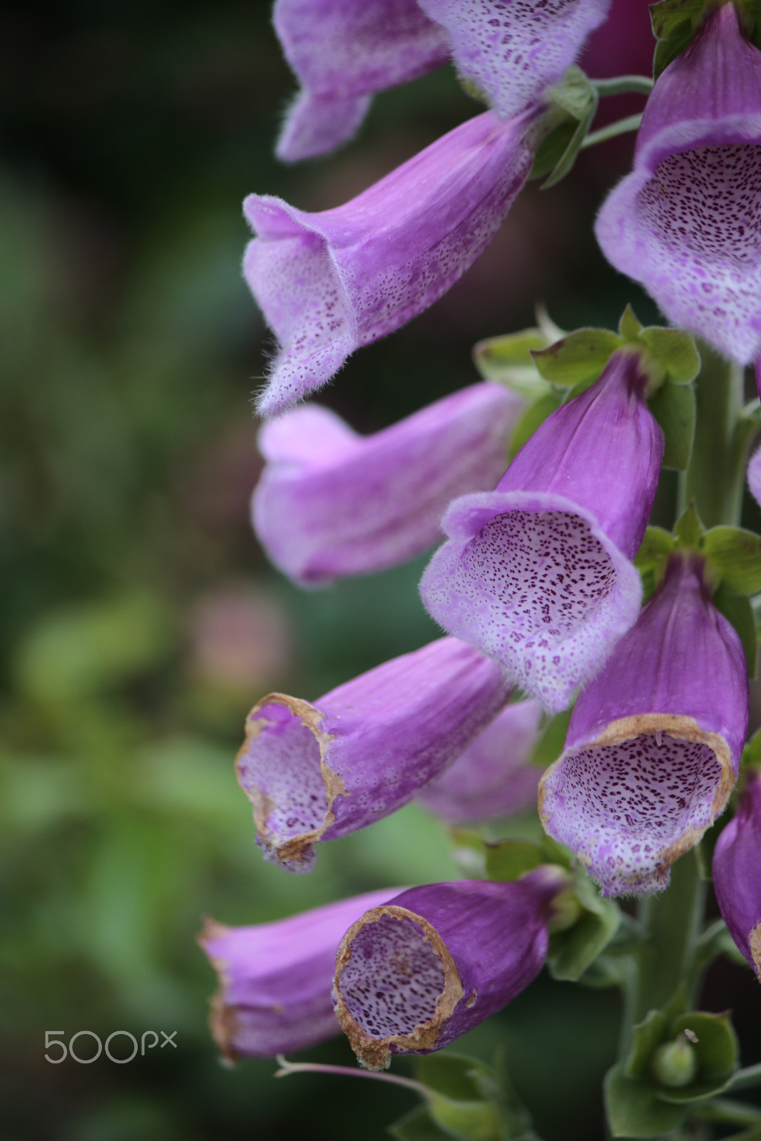 Canon EF-S 55-250mm F4-5.6 IS sample photo. Tubes looking flowers photography