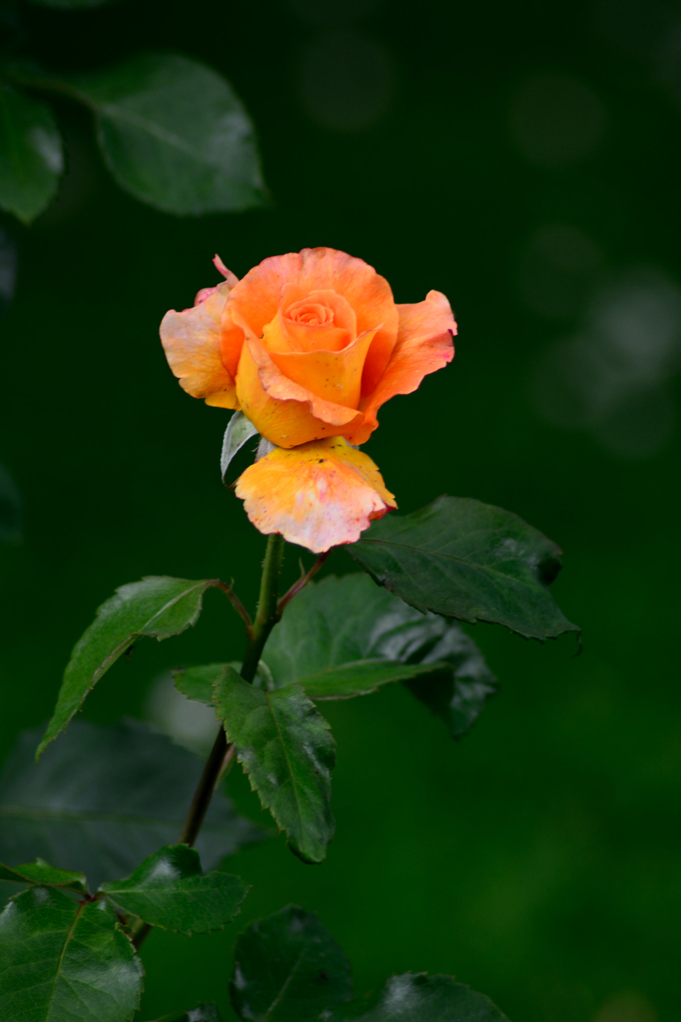 Nikon AF Nikkor 70-300mm F4-5.6G sample photo. Rose photography