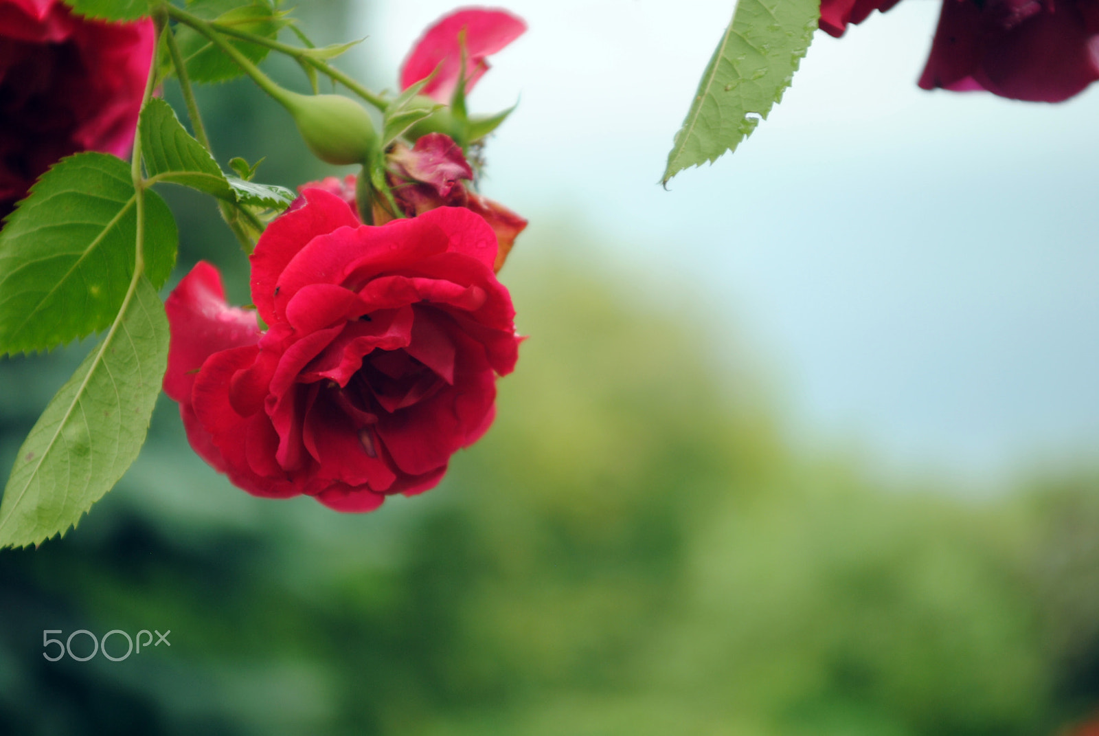 Sigma 28-70mm F3.5-4.5 UC sample photo. Flower 1 photography