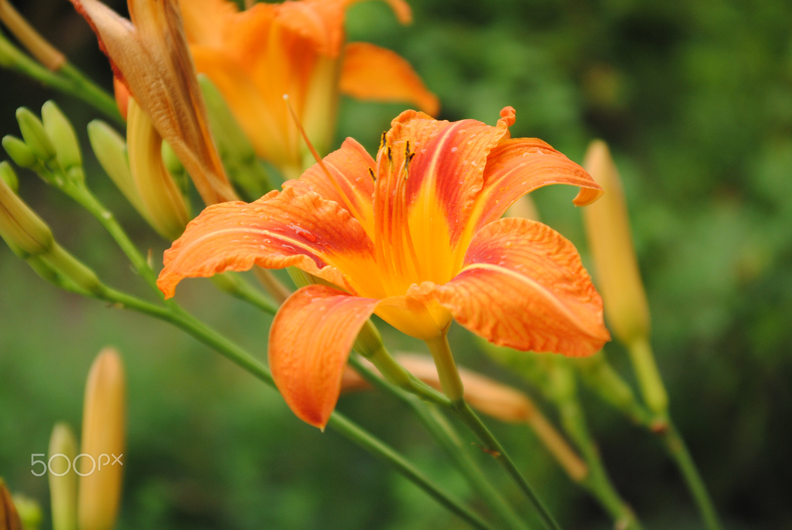 Sigma 28-70mm F3.5-4.5 UC sample photo. Flower 2 photography