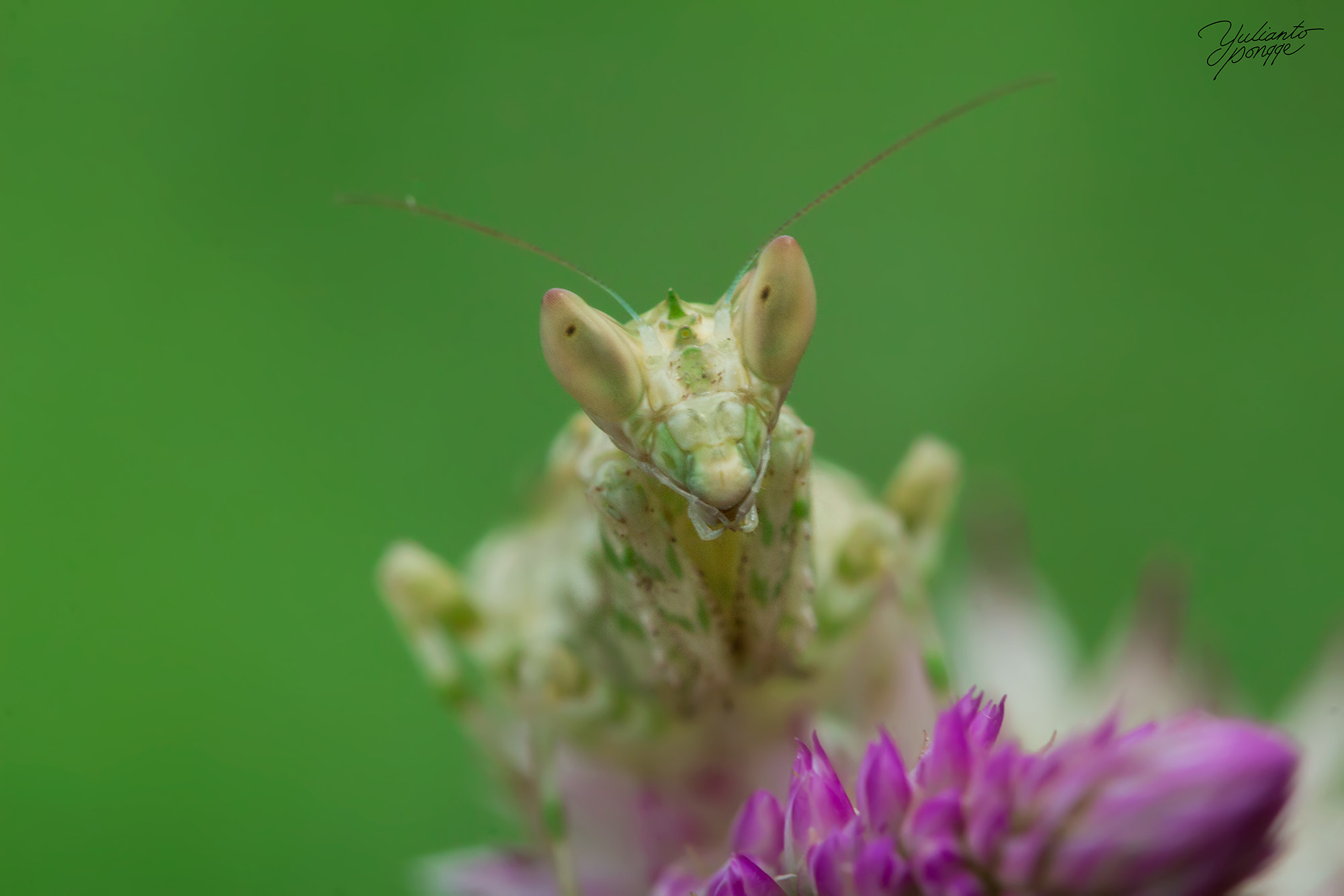Canon EF 100mm F2.8 Macro USM sample photo. Look at me photography