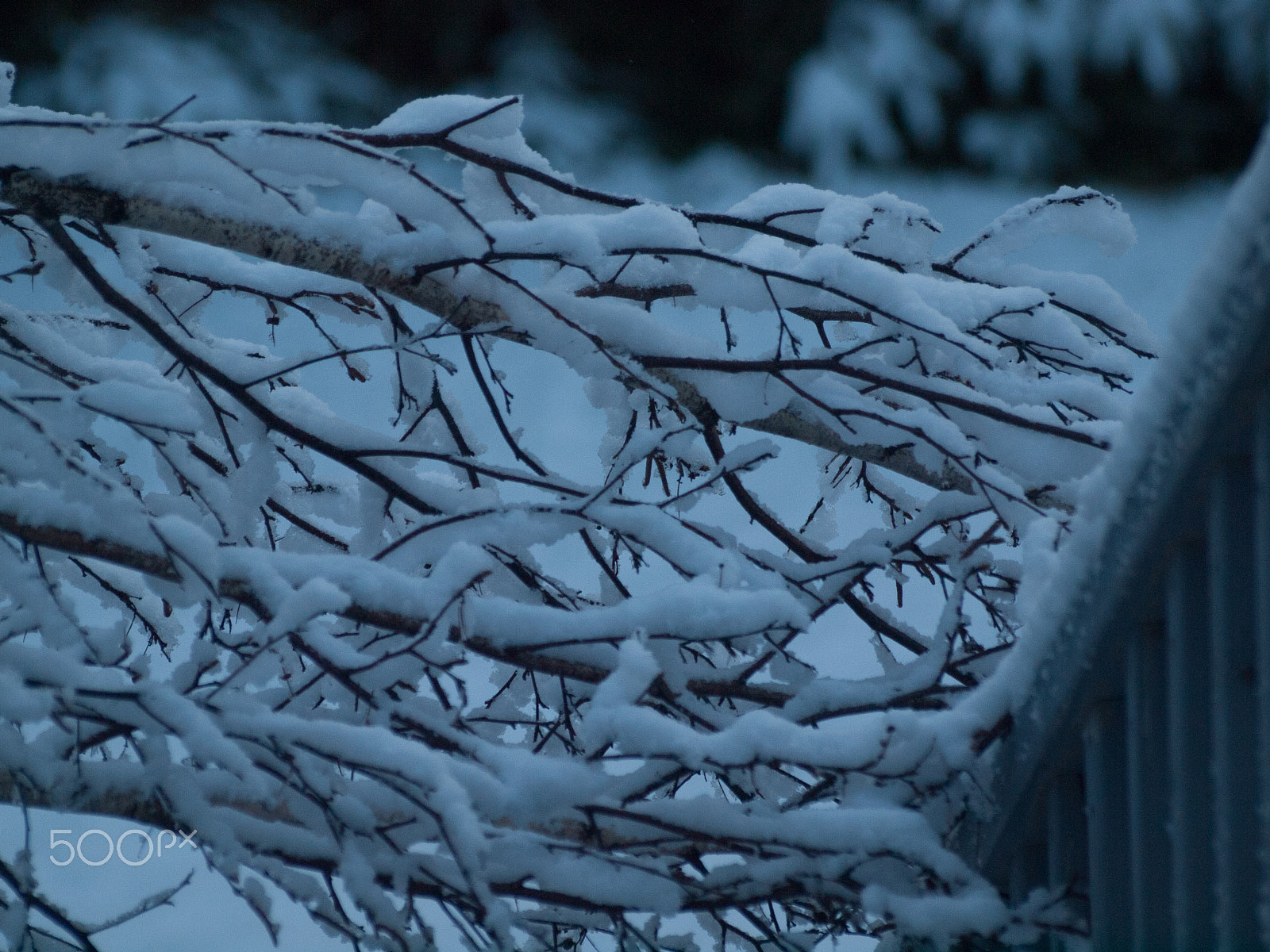 Olympus Zuiko Digital ED 70-300mm F4.0-5.6 sample photo. Late winter wonderland photography