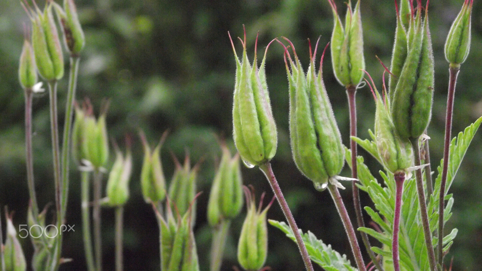 Fujifilm FinePix S1730 sample photo. In my garden photography