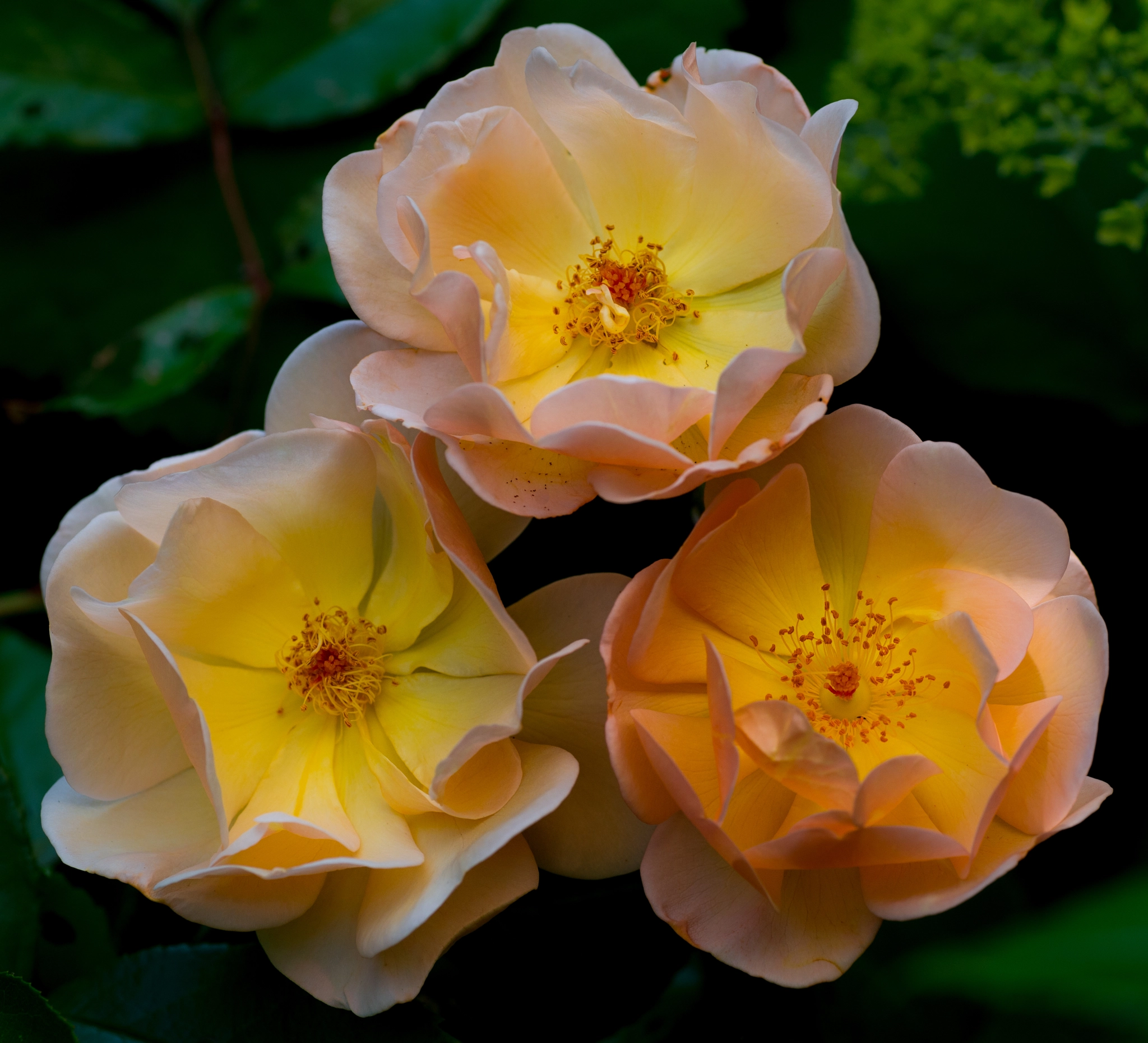 Nikon Df sample photo. Triple photography