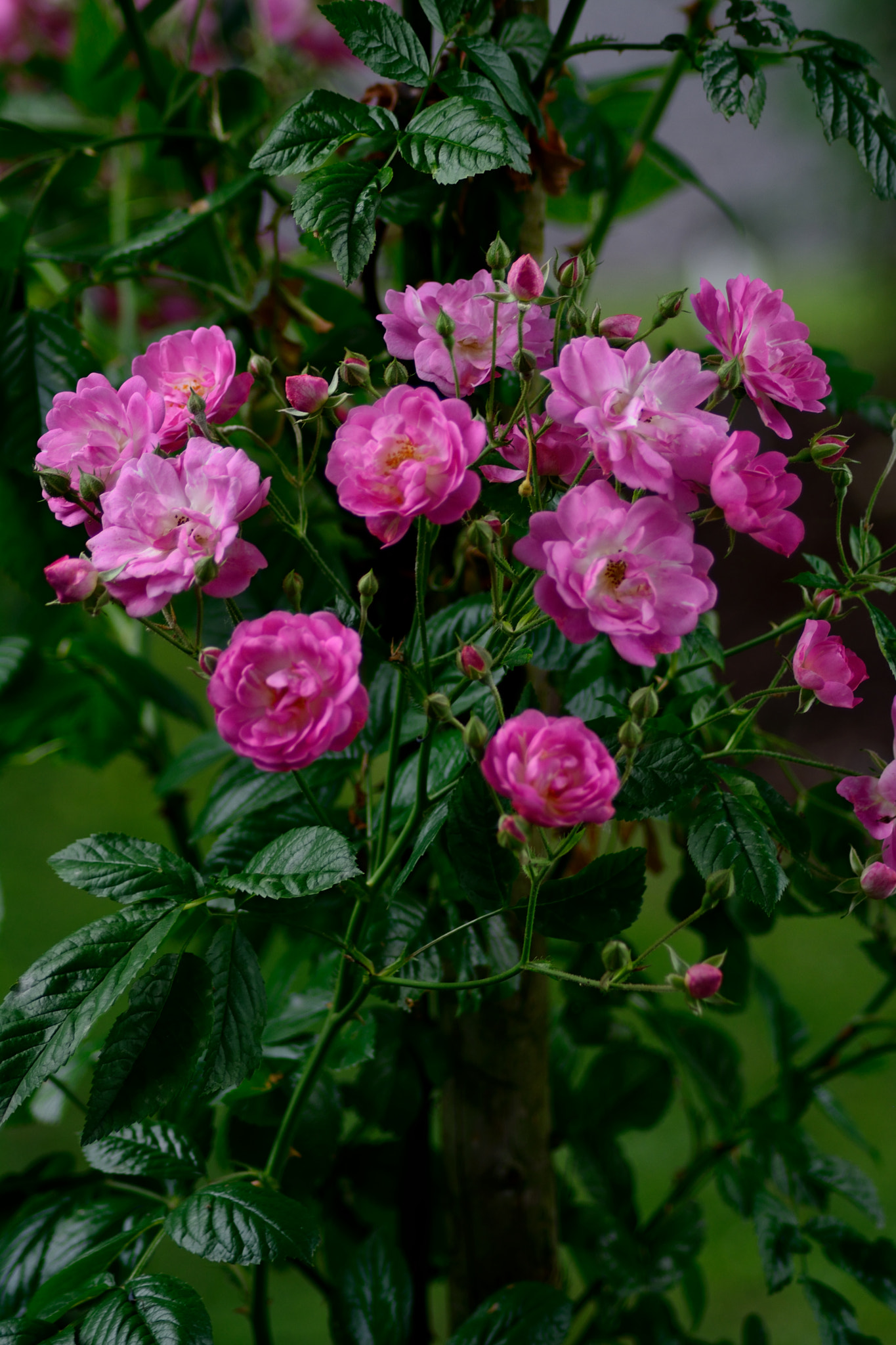 Nikon AF Nikkor 70-300mm F4-5.6G sample photo. Rose photography