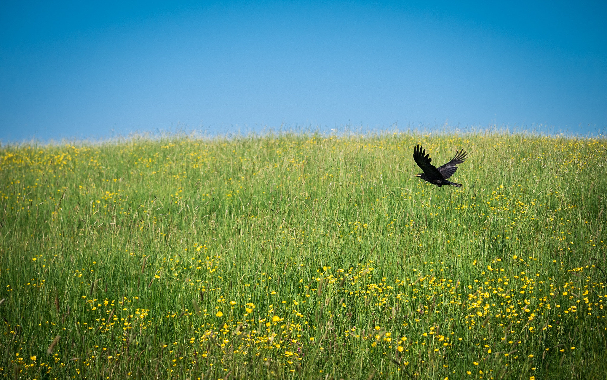 Panasonic Leica DG Macro-Elmarit 45mm F2.8 ASPH OIS sample photo. Crow photography