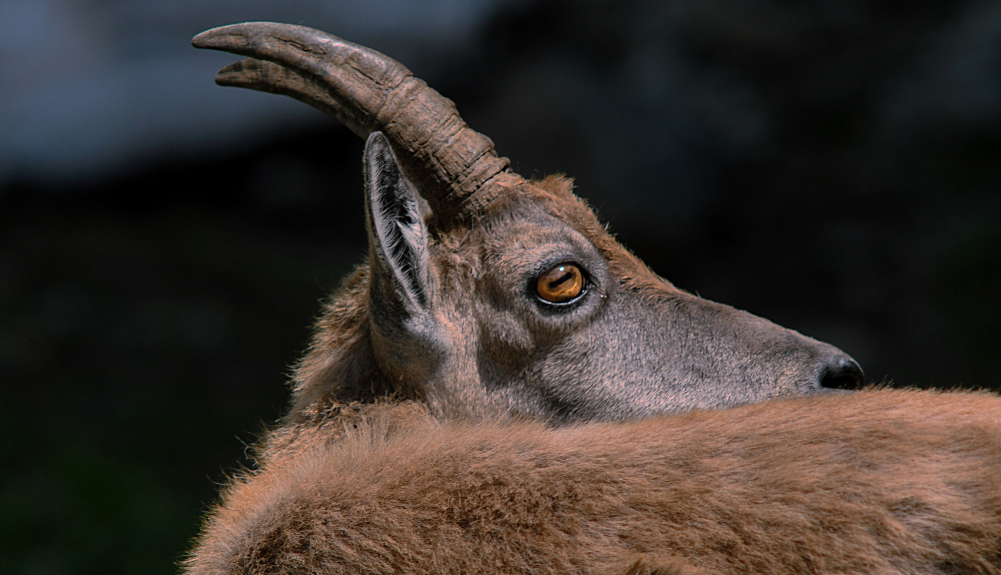 Nikon D200 + Manual Lens No CPU sample photo. Ibex's eye photography