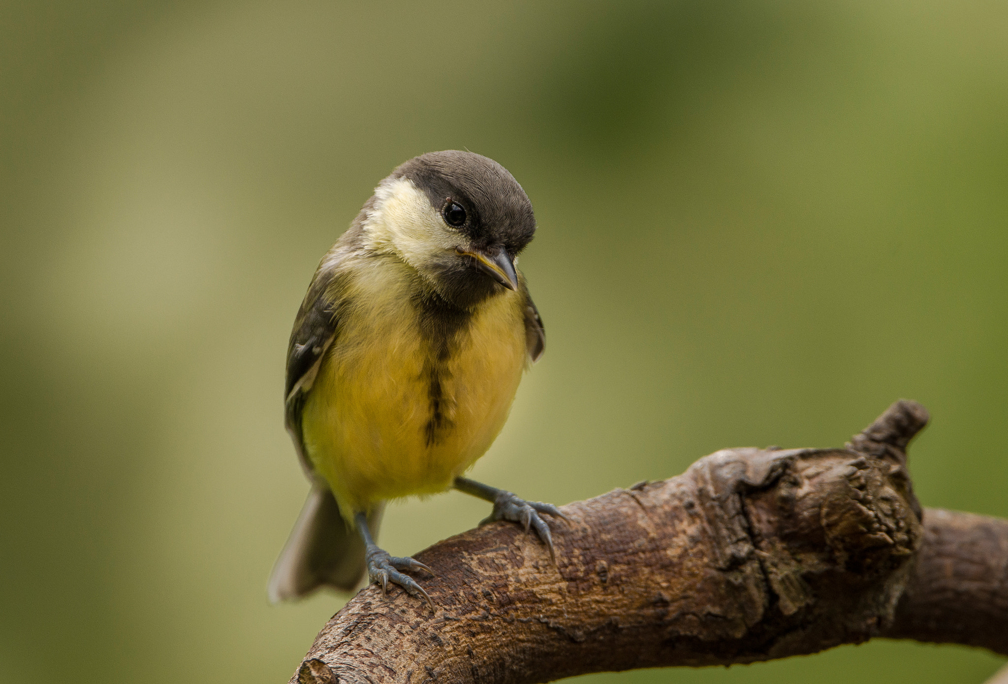 Sigma 150-600mm F5-6.3 DG OS HSM | C sample photo. Young tit photography