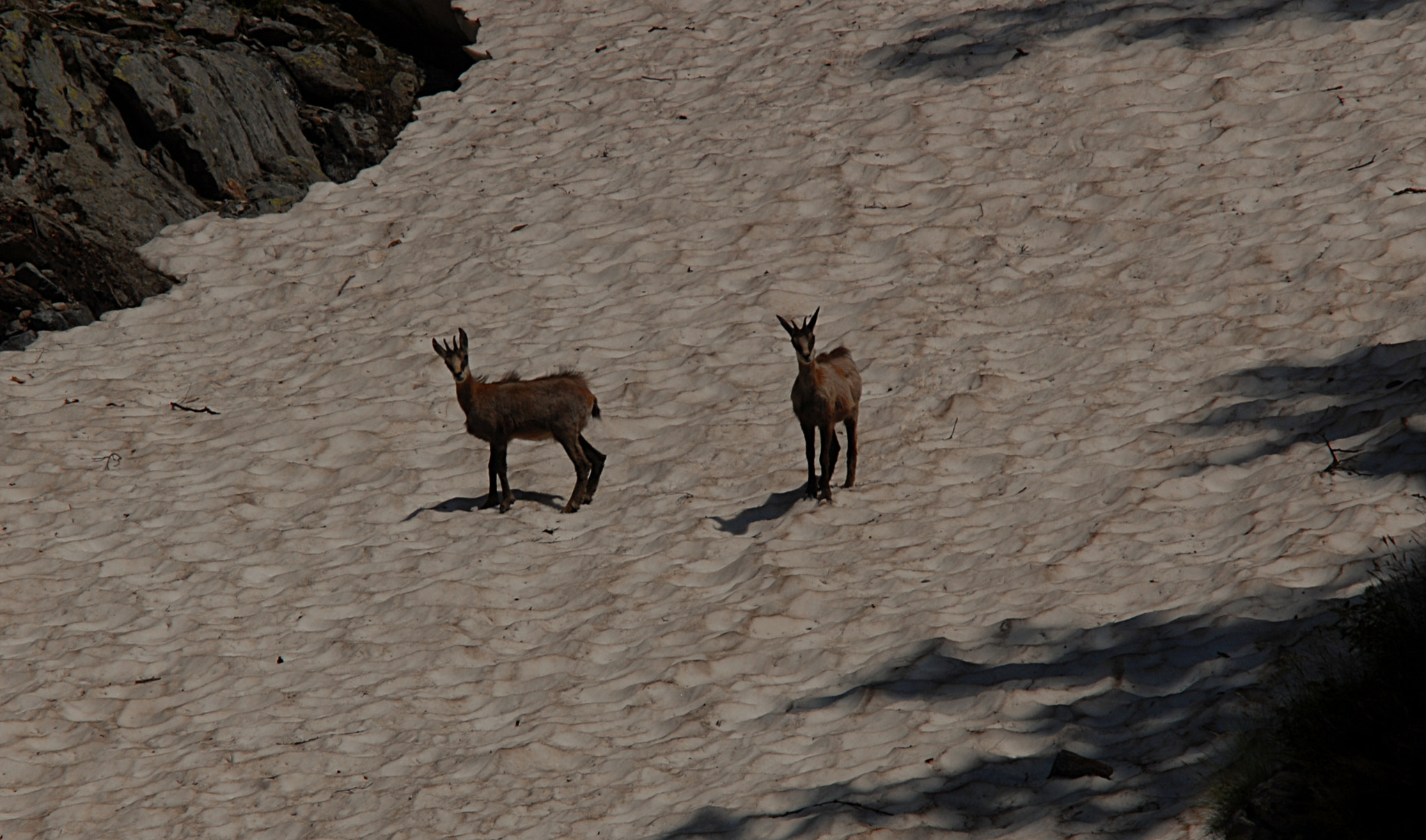 Nikon D200 + Manual Lens No CPU sample photo. Chamois on summer snow photography