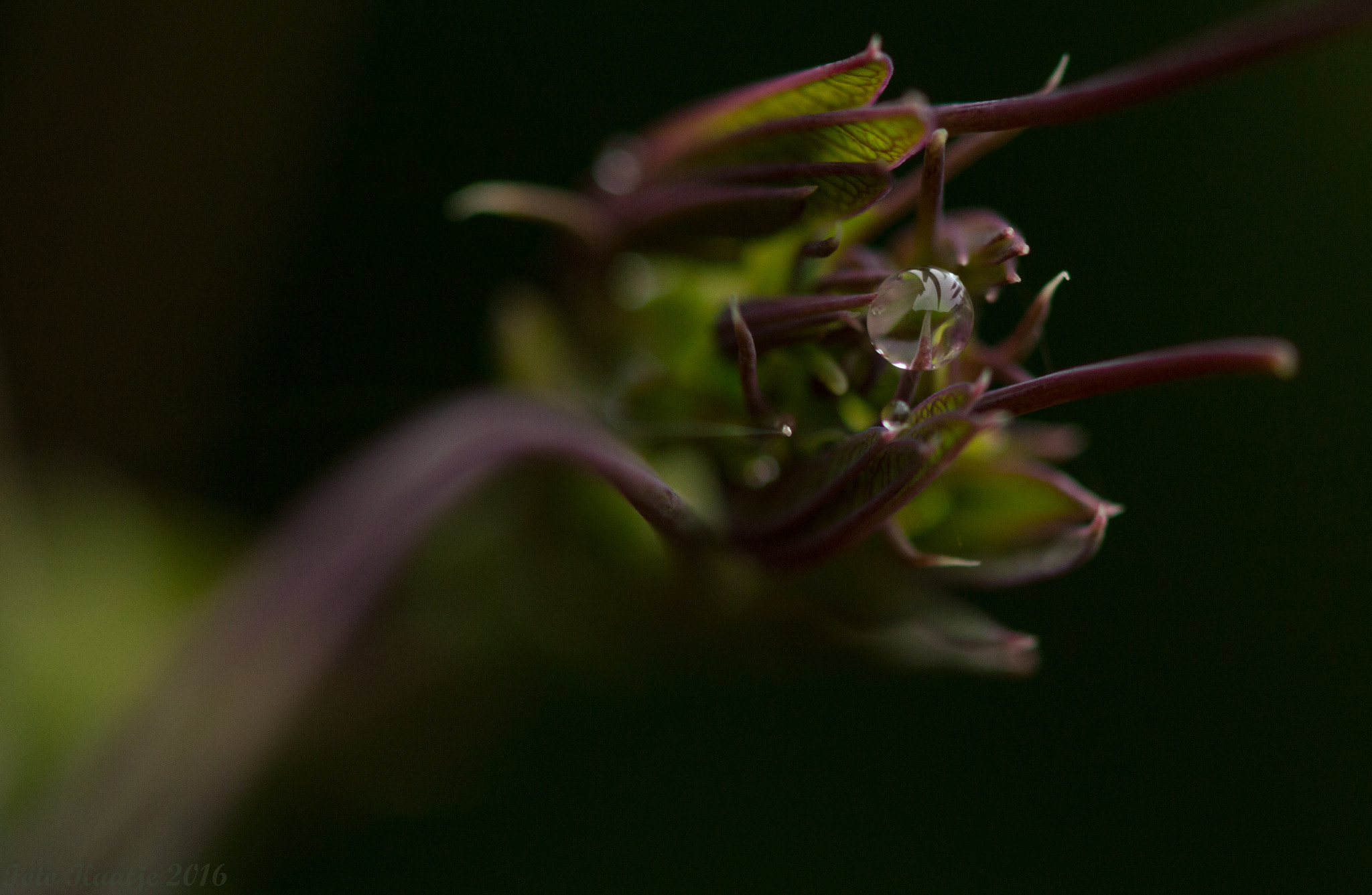 Nikon AF-S Micro-Nikkor 105mm F2.8G IF-ED VR sample photo. After the rain photography