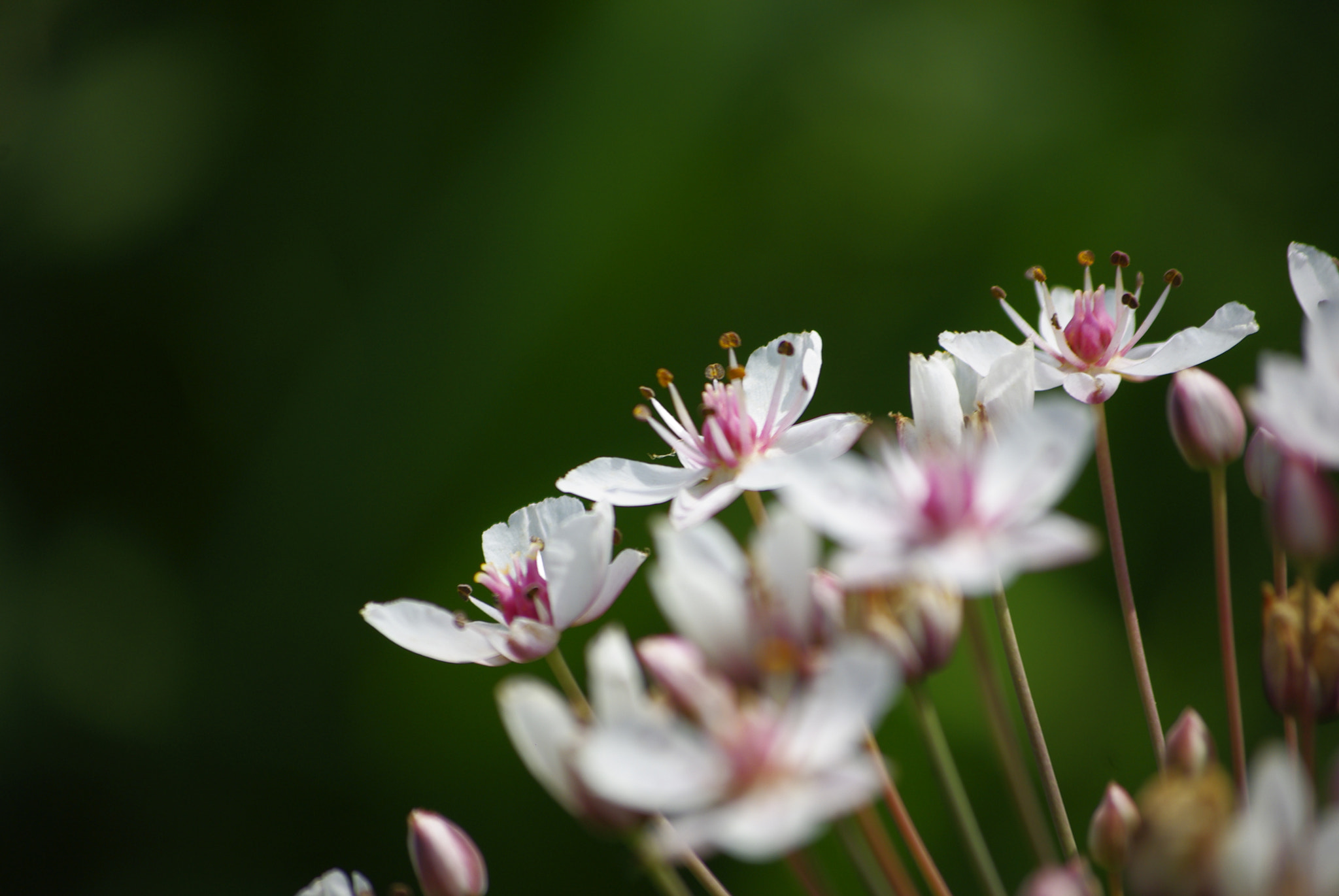 Pentax K-m (K2000) sample photo. _igp8640.jpg photography