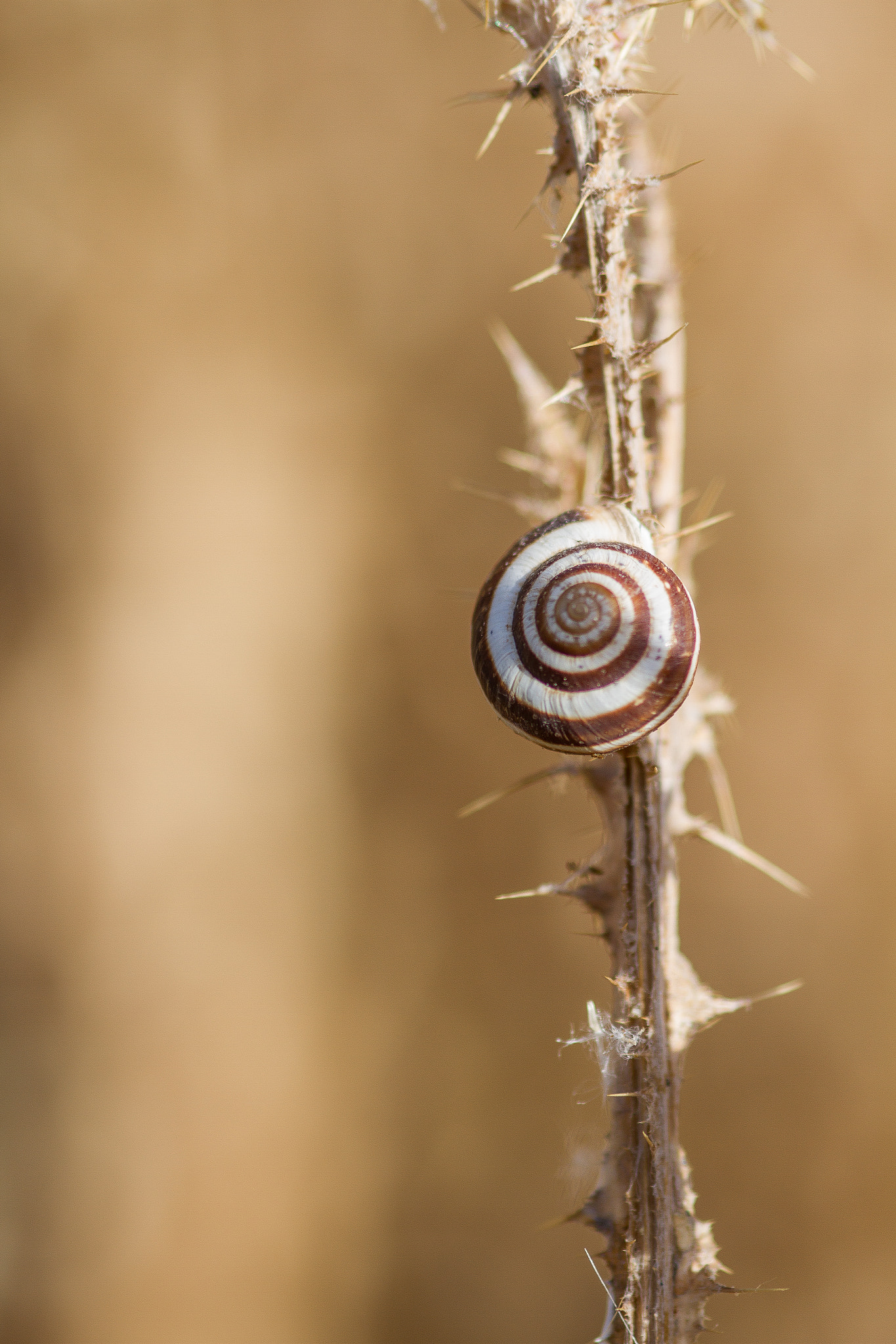 Canon EOS 7D + Sigma 105mm F2.8 EX DG Macro sample photo. Caracol de solano photography