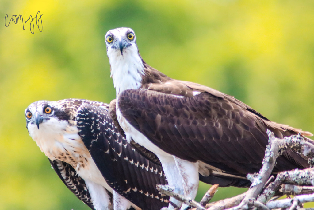 Canon EOS 760D (EOS Rebel T6s / EOS 8000D) + Canon 200-500mm sample photo. Why is he looking at us? photography