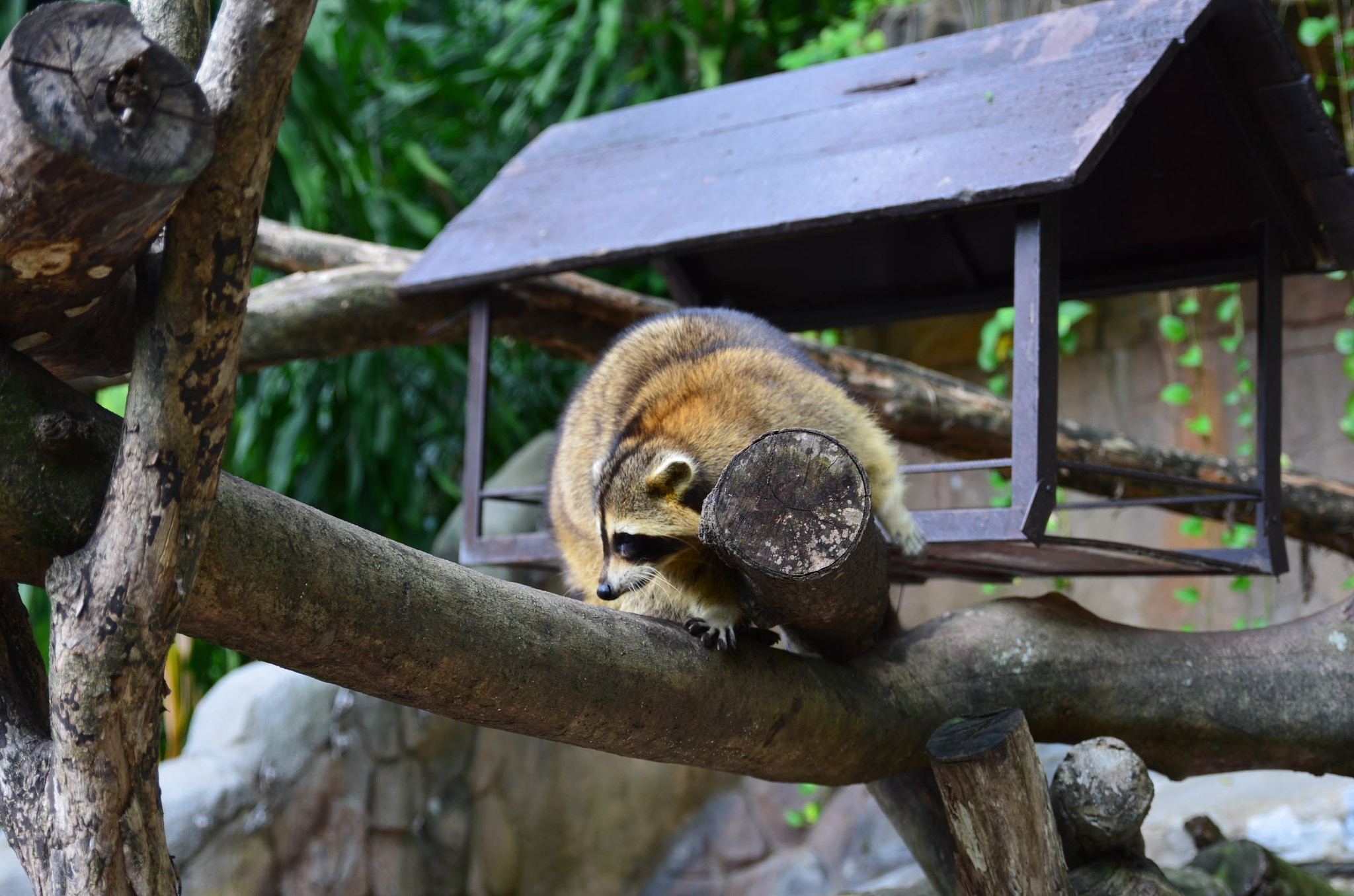 Tamron SP 24-70mm F2.8 Di VC USD sample photo. Raccon photography