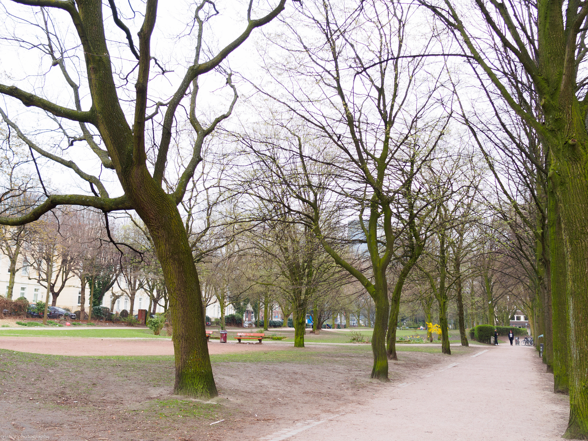 Olympus PEN E-PL6 + Sigma 19mm F2.8 DN Art sample photo. Tree photography